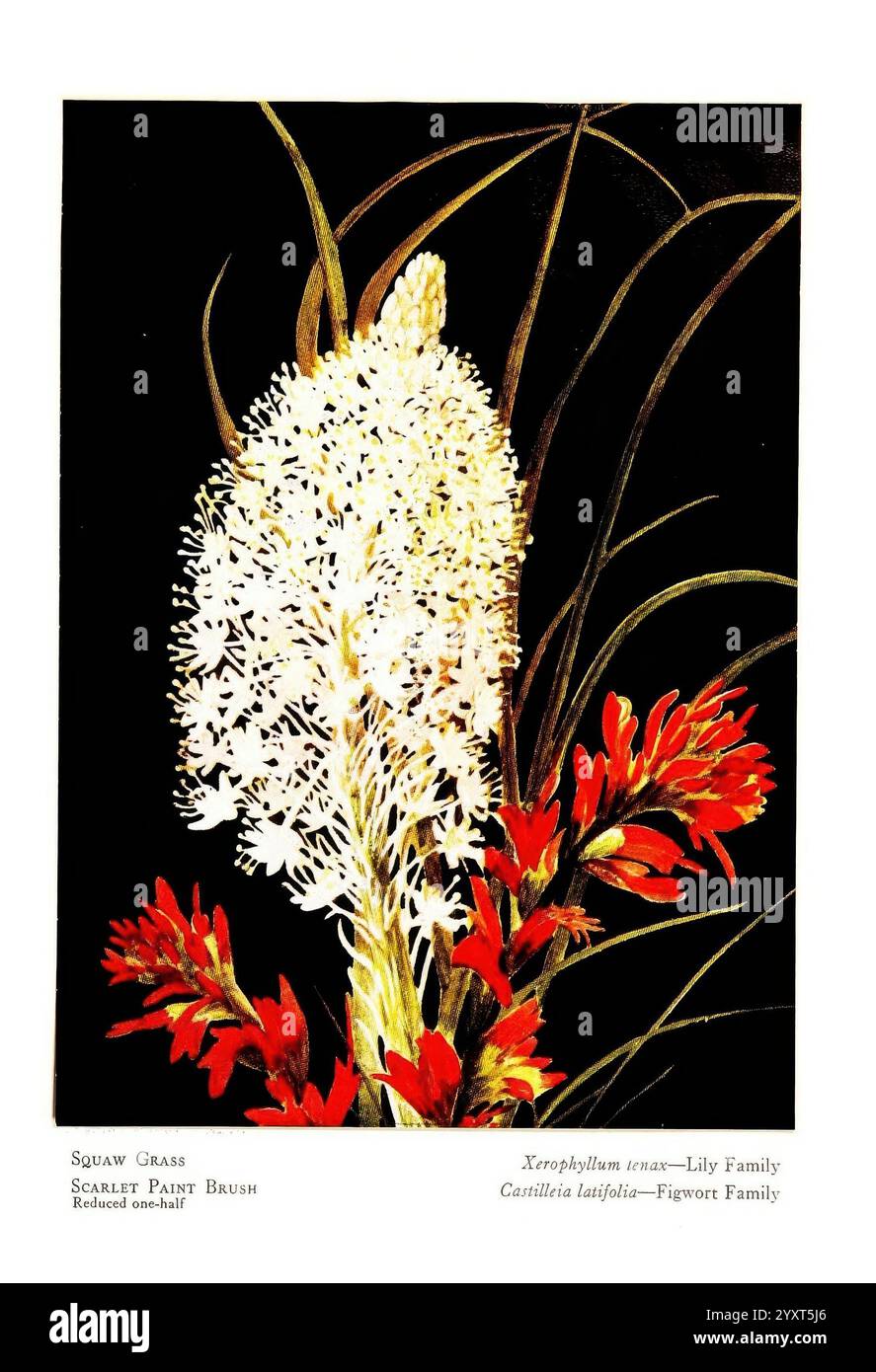 Wild, Flowers, from the Mountains, Can?ons, and Valley of California, San Francisco, H. S. Crocker Co, [um 1915], Botany, California, Pictorial Works, Wildblumen, das Kunstwerk zeigt eine auffällige Komposition mit einer hohen, eleganten Blume mit einem markanten Stachel, der mit zarten weißen Blüten bedeckt ist. Dieses zentrale Element wird von leuchtend roten Blüten umgeben, die einen kontrastreichen Farbakzent verleihen und die visuelle Wirkung insgesamt verbessern. Der Hintergrund ist tief und dunkel, betont die Helligkeit der Blumen und erzeugt einen dramatischen Effekt. Unter den Hauptabbildungen sind informative Etiketten zur Kennzeichnung des Stockfoto