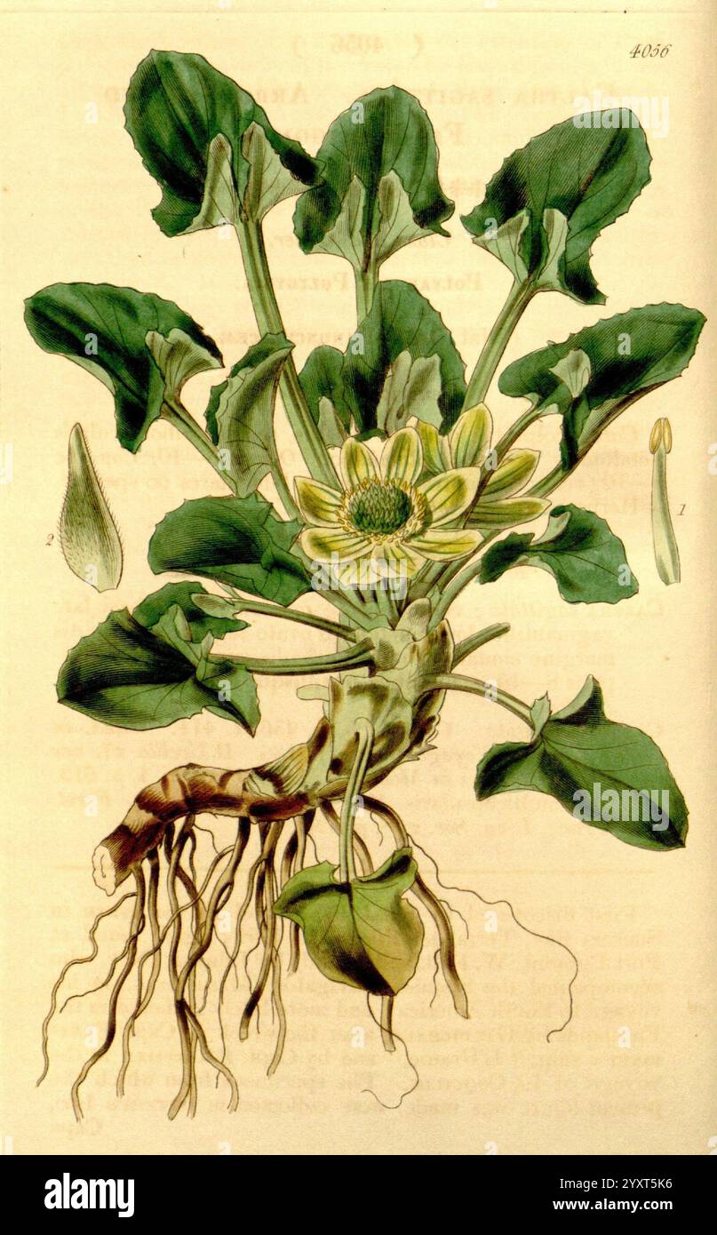 Curtis's Botanical Magazine London New York etc. Botanische Illustration Botanik Zeitschriften Bildwerke Pflanzen Zierpflanzen Curtis, diese Illustration zeigt eine lebendige Wasserpflanze, die sich durch ihre breiten, herzförmigen Blätter und zarten gelben Blüten auszeichnet, die in der Mitte blühen. Die Pflanze wird mit einer detaillierten Ansicht ihres Wurzelsystems dargestellt, die ein kompliziertes Netzwerk zeigt, das sie am darunter liegenden Sediment verankert. Um die Blüten herum befinden sich mehrere Knospen, die auf mögliche Blüten hinweisen, die noch kommen. Das üppige grüne Laub bildet einen schönen Kontrast zu den subtilen Details der Wurzeln, die das betonen Stockfoto