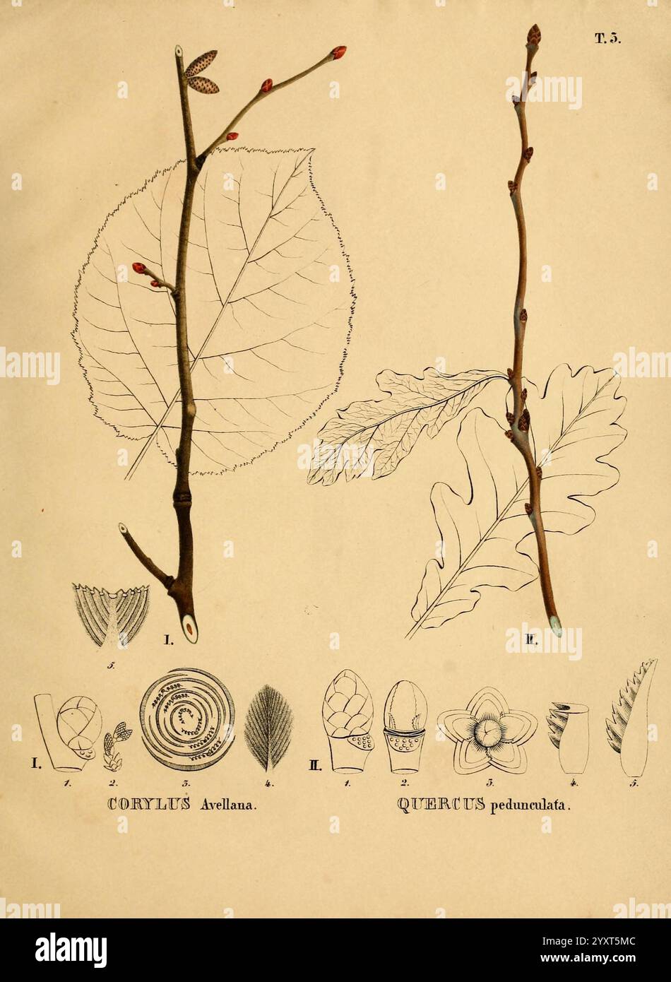 Charakteristik der deutschen Holzgewächse im blattlosen Zustande München, in der literarisch-artistischen Anstalt, 1829. Sebastian Minsinger Tree Corylus avellana Quercus pedunculata Haseleiche Blattloser Zustand Gehölze Deutschland Holzpflanzen die Abbildung zeigt eine botanische Studie, in der zwei Pflanzenproben auf beiden Seiten sowie beschriftete Details am Boden gezeigt werden. Auf der linken Seite ist ein Ast von Corylus avellana, allgemein bekannt als Haselnuss, mit krausen Katzinen und einem Blatt dargestellt, was seine einzigartigen Eigenschaften unterstreicht. Auf der rechten Seite ein Zweig von Quercus pedunculata, oder englisch o Stockfoto