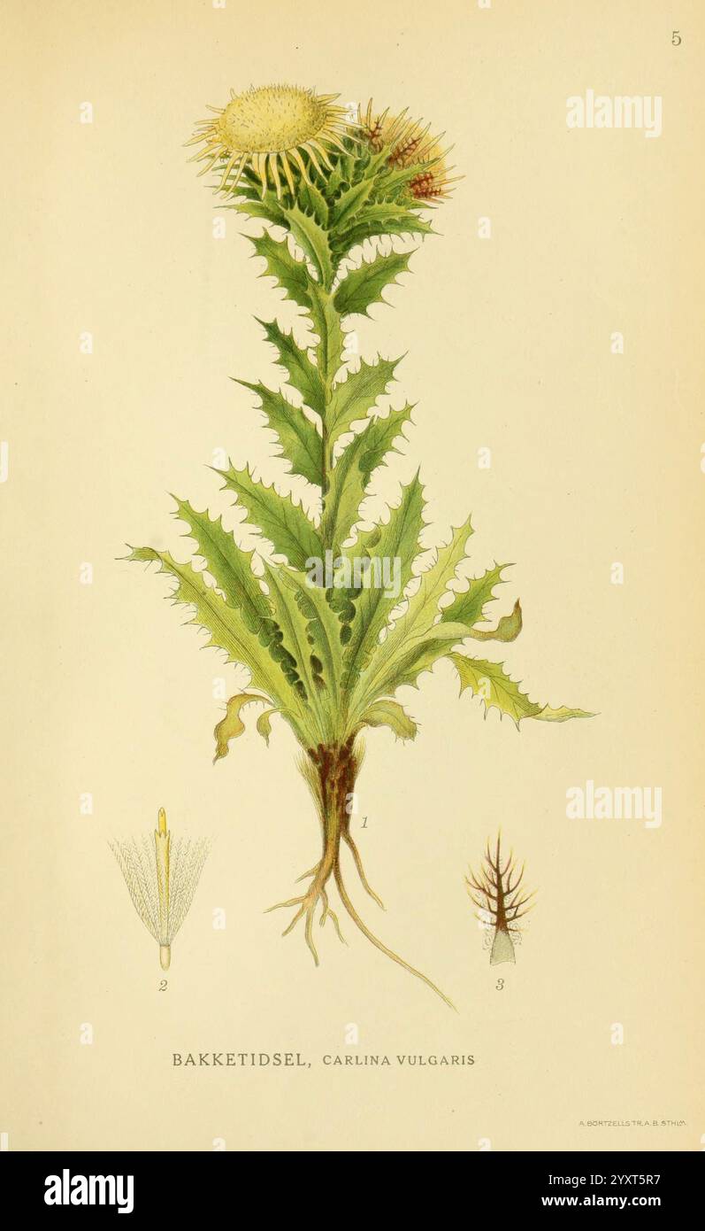 Billeder af nordens Flora, v.1 København, G.E.C. Gad's Forlag, 1917-1927 Pflanzen, Finnland, Skandinavien, New York Botanical Garden, malerische Werke, Carlina vulgaris, diese Illustration zeigt eine Distelpflanze, wissenschaftlich bekannt als Carlina vulgaris, mit ihren charakteristischen stacheligen Blättern und dem markanten Blütenkopf. Der mittlere Teil erfasst den hohen, aufrechten Stiel, der mit tief gelappten, gezackten Blättern verziert ist, die ihm ein robustes Aussehen verleihen. Neben der Hauptpflanze gibt es detaillierte Darstellungen verschiedener Teile, einschließlich der Blume und der Samen, die numerisch gekennzeichnet sind, um ihr Charakt hervorzuheben Stockfoto