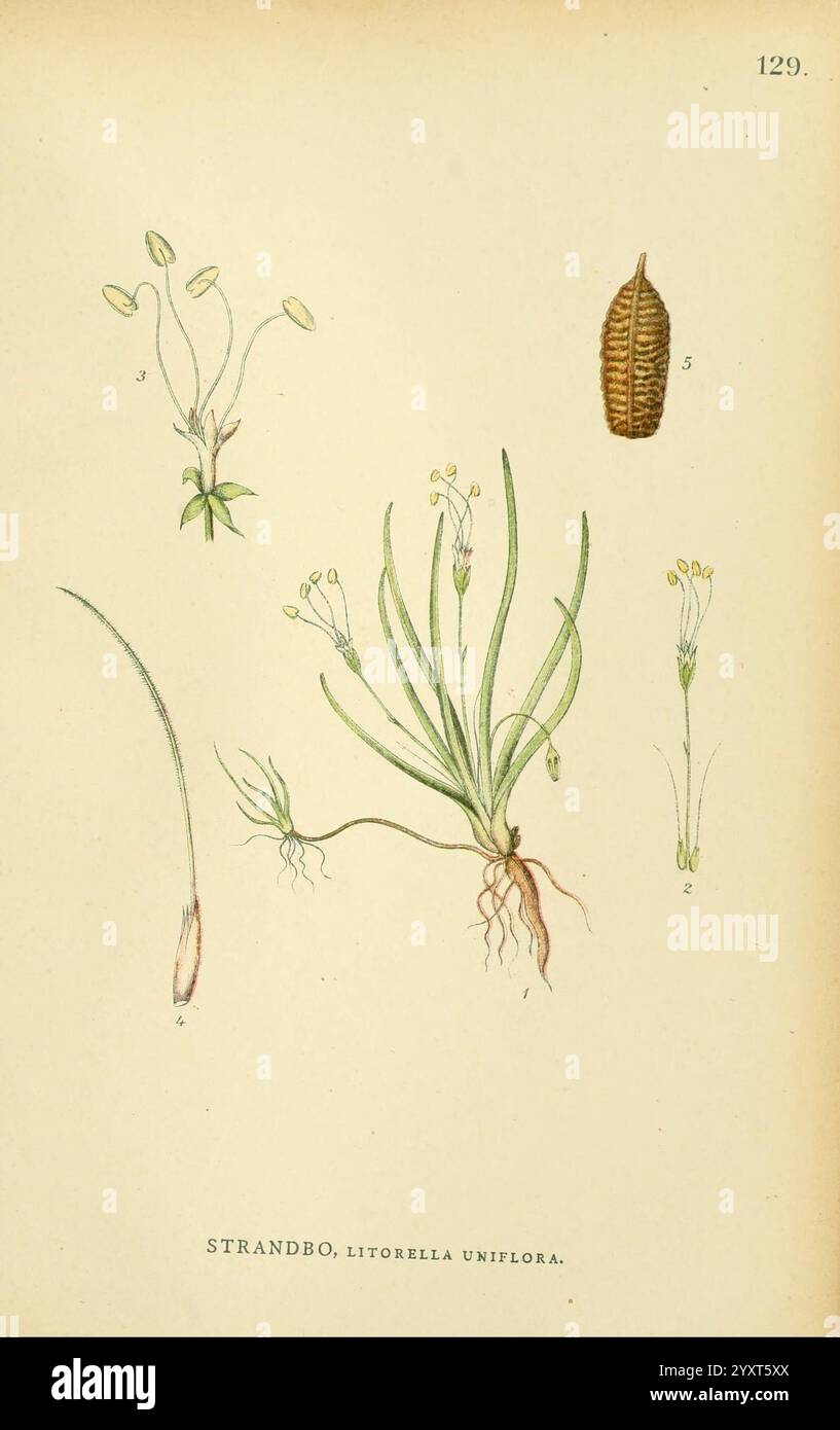 Billeder af Nordens Flora, København, G.E.C. Gad, 1901-1903 [d. h. 1907], Bildwerke, Pflanzen, Skandinavien, die Illustration zeigt die Pflanze Litorella uniflora und hebt verschiedene Aspekte ihrer Anatomie hervor. Sie besteht aus mehreren markierten Teilen: Einem zarten Blütenstamm mit Blättern an der Basis, gekennzeichnet als Nummer 3, einer Nahaufnahme des Wurzelsystems, dargestellt in Nummer 4, einer detaillierten Zeichnung der Samenkapsel, dargestellt als Nummer 5, und einer wissenschaftlichen Darstellung der gesamten Pflanze mit ihren charakteristischen, schlanken Blättern und Blüten. Die Gesamtkomposition betont sowohl die botanischen Details als auch das Th Stockfoto