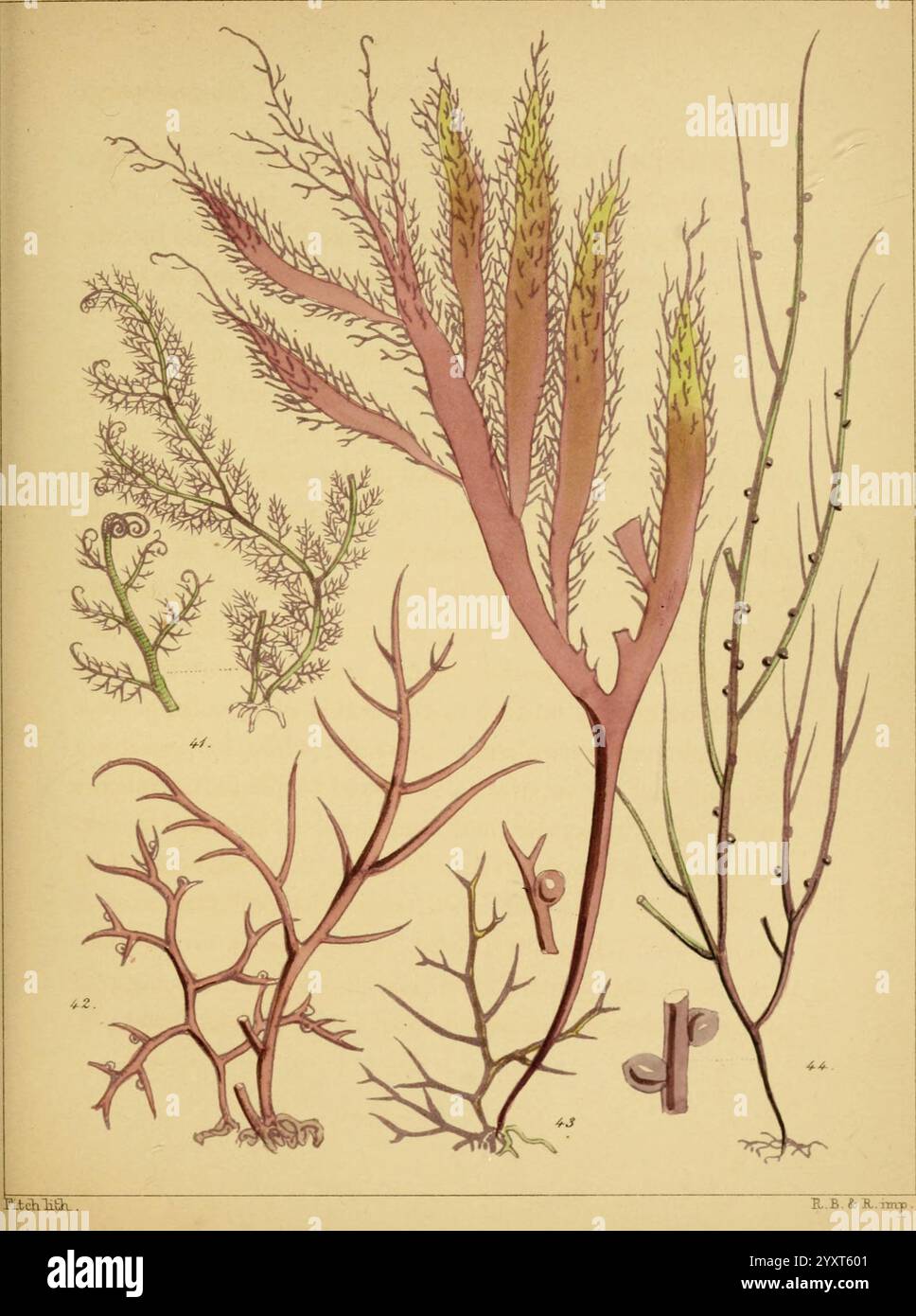 Eine populäre Geschichte britischer Seeunkräuter, London, Reeve und Benham, 1851, Großbritannien, Meeresalgen, Woods Hole, zeigt diese Illustration eine Vielzahl von Meeresalgen, die ihre komplexen Formen und Strukturen zeigen. Die Zusammensetzung weist mehrere verschiedene Arten von Algen auf, die jeweils mit einem numerischen Etikett gekennzeichnet sind. Die komplizierten Details heben die feinen Stirnblätter, die verzweigten Muster und die Texturen hervor, die für jeden Typ einzigartig sind. Besonders hervorzuheben sind federnde Fledermäuse mit weichen Kanten und dünne, längliche Stiele, die die Vielfalt des Lebens unter der Meeresoberfläche unterstreichen. Diese Abbildung zeigt Stockfoto Eine populäre Geschichte britischer Seeunkräuter, London, Reeve und Benham, 1851, Großbritannien, Meeresalgen, Woods Hole, zeigt diese Illustration eine Vielzahl von Meeresalgen, die ihre komplexen Formen und Strukturen zeigen. Die Zusammensetzung weist mehrere verschiedene Arten von Algen auf, die jeweils mit einem numerischen Etikett gekennzeichnet sind. Die komplizierten Details heben die feinen Stirnblätter, die verzweigten Muster und die Texturen hervor, die für jeden Typ einzigartig sind. Besonders hervorzuheben sind federnde Fledermäuse mit weichen Kanten und dünne, längliche Stiele, die die Vielfalt des Lebens unter der Meeresoberfläche unterstreichen. Diese Abbildung zeigt Stockfoto