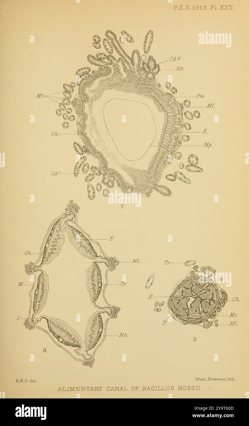 In dieser Illustration wird der Speisenkanal von *Bacillus rossii* dargestellt und eine detaillierte anatomische Studie gezeigt. Mehrere markierte Teile, wie Mund (M), Darm (I) und andere Strukturen, sind klar umrissen, um ihre Beziehungen und Funktionen innerhalb des Organismus hervorzuheben. Die komplizierten Linien und Beschriftungen dienen dazu, ein wissenschaftliches Verständnis der Biologie des Organismus zu vermitteln und die Komplexität seines Verdauungssystems zu betonen. Außerdem verbessern die verschiedenen Ansichten und Perspektiven die edu Stockfoto