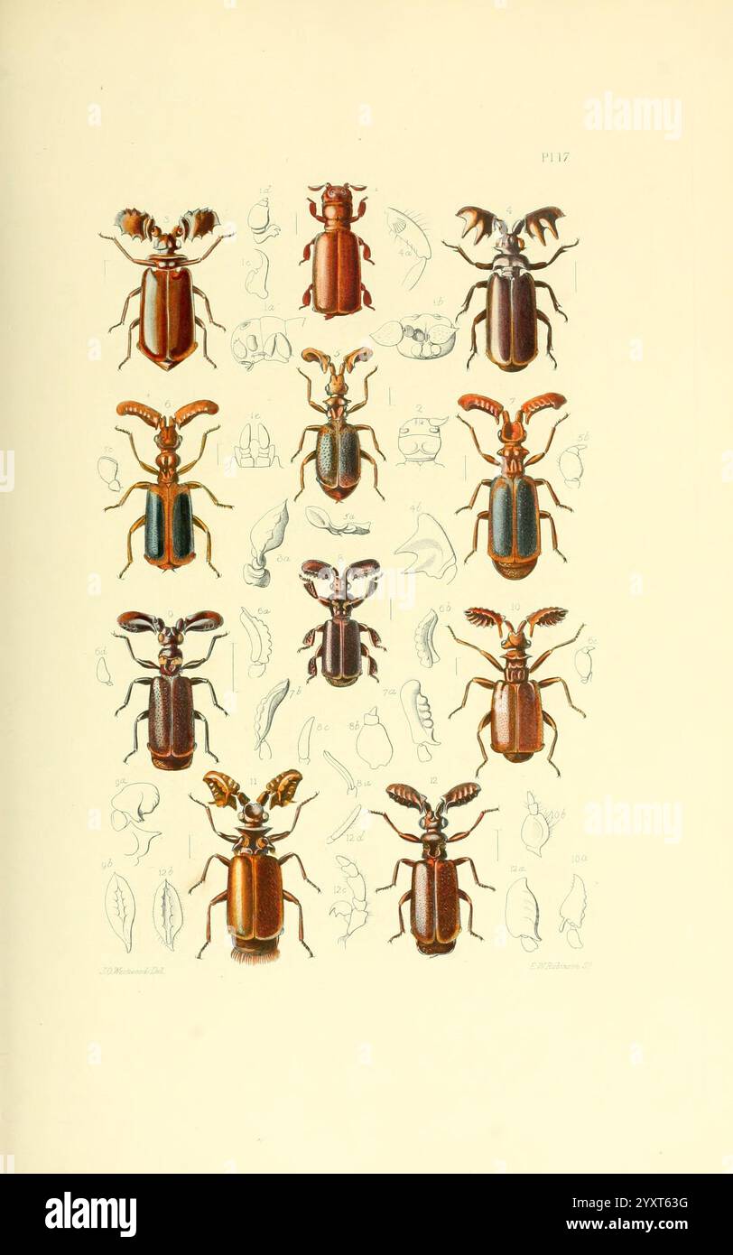 Thesaurus entomologicus Oxoniensis Oxford auf der Clarendon Press 1874 Insekten Identifikation Arthropoda Entomology Classification Arthropod, Eine Sammlung von kunstvoll illustrierten Käfern, die eine Vielzahl von Formen, Größen und Farben präsentieren. Jede Probe wird detailliert präsentiert, wobei einzigartige Merkmale wie Antennenformen, Körpermarkierungen und Texturen hervorgehoben werden. Die Anordnung umfasst sowohl frontale als auch laterale Ansichten, was ein umfassendes Verständnis der Vielfalt innerhalb dieser Insektengruppe ermöglicht. Um die Hauptdarstellungen herum befinden sich kleinere, detaillierte Zeichnungen verschiedener Anatomien Stockfoto