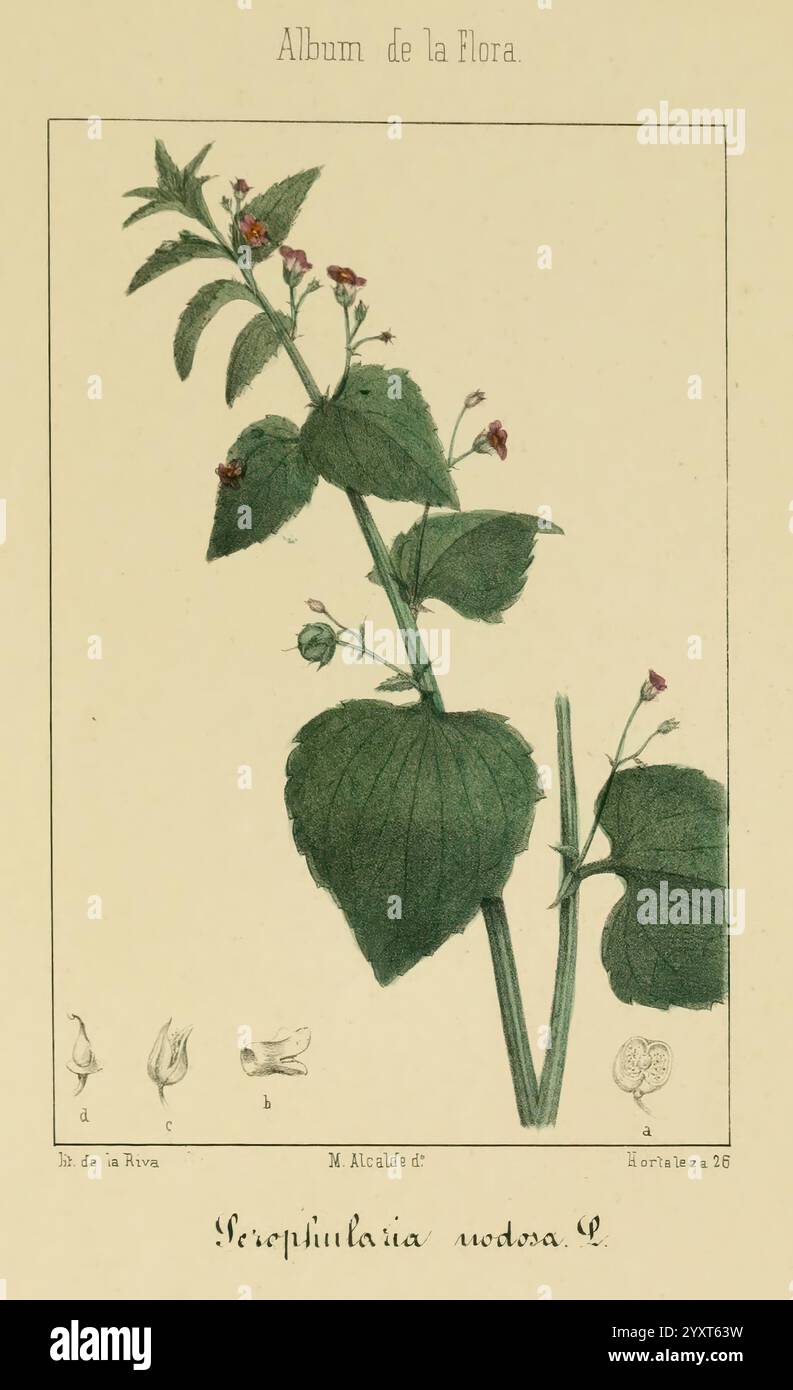 Album de la Flora me?Dico-Farmace?utica e? Industrie, Indi?gena y exo?tica, Madrid, Impr. De la Galeria literaria, 1862-64, Botanik, Wirtschaft, Heilpflanzen, Malachit, Eine botanische Illustration der Pflanzenart Spergularia Media L. diese Darstellung zeigt die charakteristischen grünen Blätter der Pflanze, die breit und strukturiert sind. Entlang des Stängels blühen kleine rote Blüten, die dem Grün einen lebendigen Touch verleihen. Unterhalb der Hauptabbildung befinden sich kleinere Skizzen, die vermutlich verschiedene Teile der Pflanze, wie die Blätter und Blüten, darstellen und zusätzliche Elemente bieten Stockfoto
