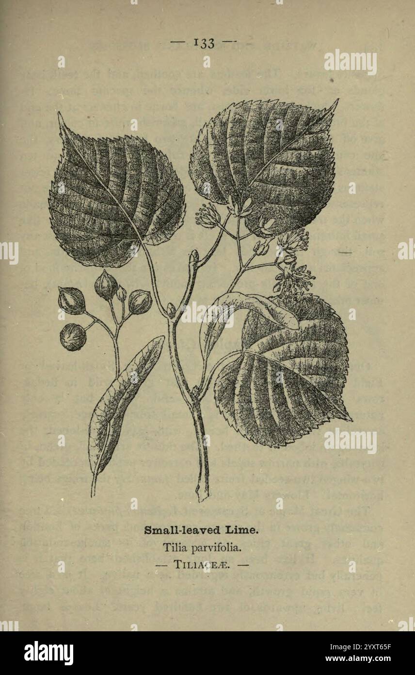 Wayside, and, Forest, Blossoms London, F. warne, 1895 Großbritannien, Wildblumen, Identifizierung, Botanik, Thalictrum Cordatum, eine botanische Illustration, die die kleinblättrige Kalk darstellt, wissenschaftlich bekannt als Tilia parvifolia. Das Kunstwerk zeigt detaillierte Darstellungen der charakteristischen Blätter der Pflanze, die breit und herzförmig mit spitzen Spitzen sind. Die Blätter werden von kleinen, runden Knospen und Blüten begleitet, die auf das Blütepotenzial der Pflanze hinweisen. Unter der Abbildung finden Sie den wissenschaftlichen Namen und die Klassifizierung, die seine Bedeutung in der Pflanzentaxonomie betonen. Die Zusammensetzung Stockfoto