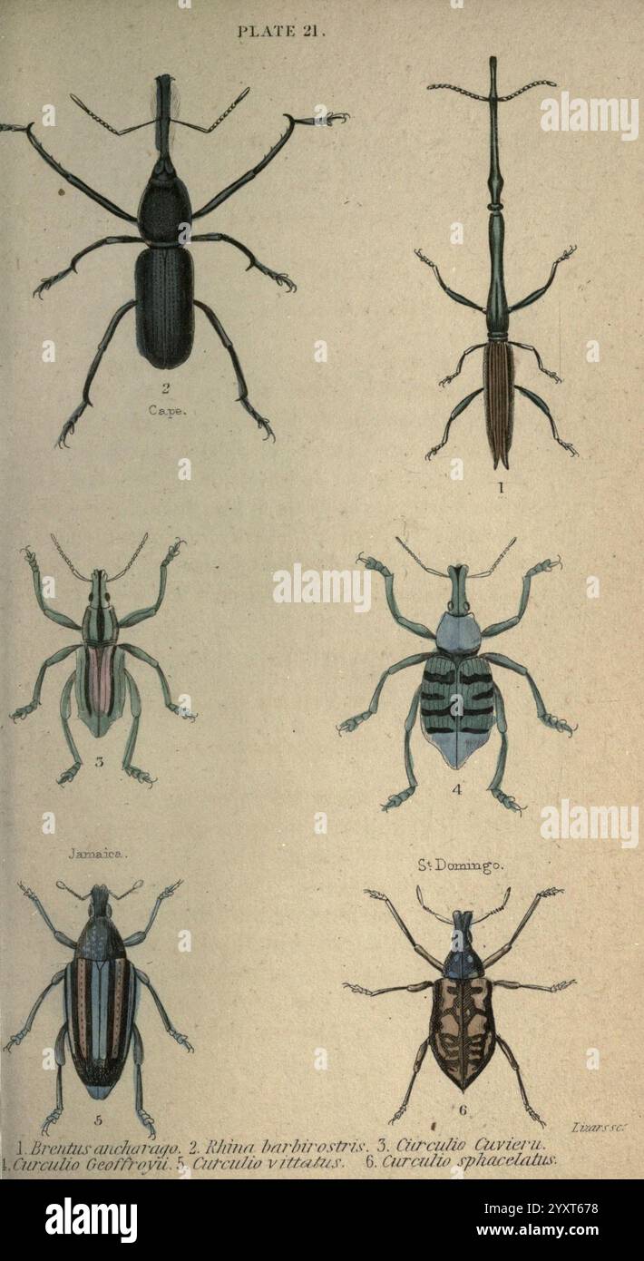 Käfer London H.G. Bohn 1846?.jpg zeigt die Illustration eine Sammlung von sechs verschiedenen Insektenarten, die sich hauptsächlich auf verschiedene Arten von Käfern konzentrieren. Jeder Käfer wird akribisch gerendert, um seine einzigartigen anatomischen Merkmale und Farben hervorzuheben. - Das oberste Insekt mit der Aufschrift 1.jpg,' ist mit ausgeprägten Antennen gestreckt, die eine schlanke Körperstruktur zeigen. - "2" hat einen markant geformten Kopf mit bemerkenswerten Unterkiefern. "3" betont einen breiteren Körper mit komplizierten Mustern auf der Schale. "4" präsentiert ein alternatives Design mit verschiedenen Farben, was auf ein Uniqu hindeutet Stockfoto