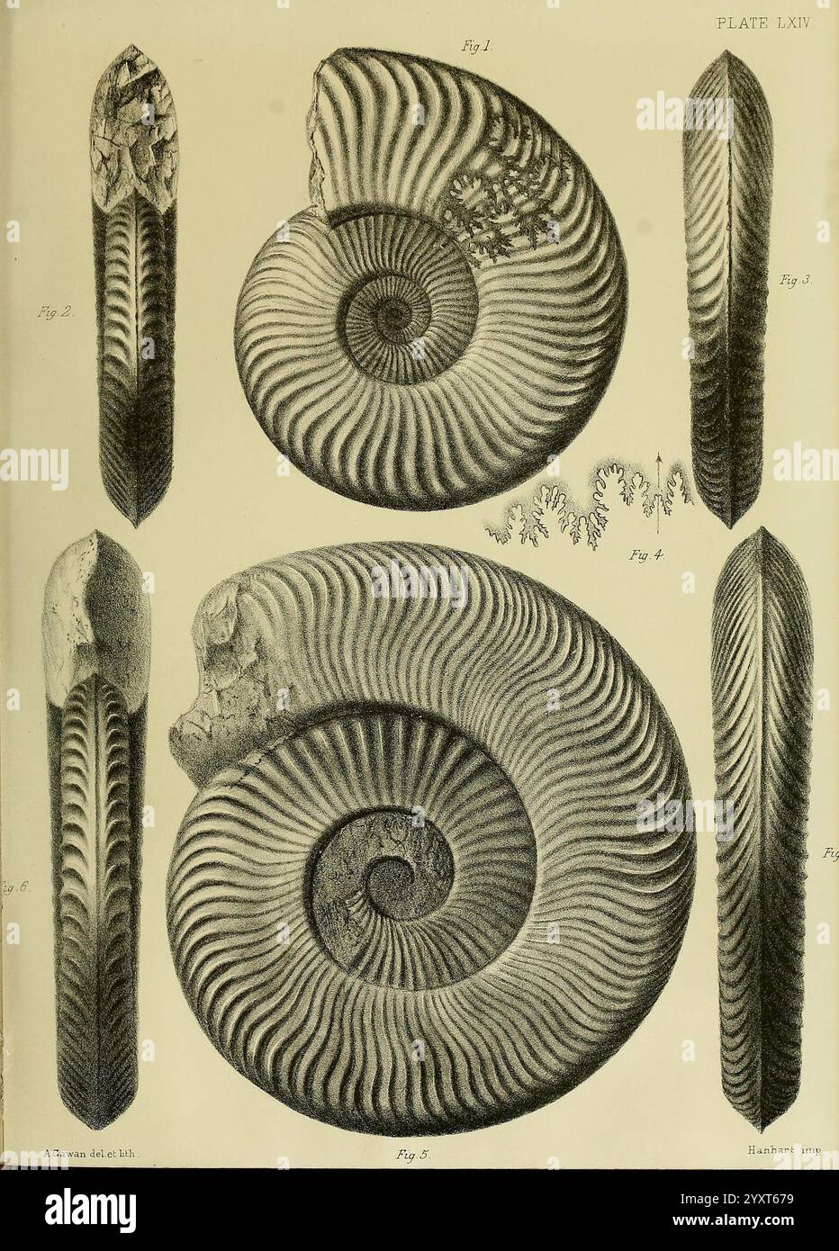 Monografie über die Lias Ammoniten der Britischen Inseln, London, gedruckt für die Palæontographical Society, 1878-86, Ammonoidea, Großbritannien, Jurassic, Paläontologie, die Illustration zeigt eine Reihe detaillierter Studien von Ammoniitfossilien, die ihre komplizierten Muschelmuster und -Strukturen zeigen. Im oberen Teil sind zwei markante spiralförmige Ammoniten dargestellt, die ihre gerippten Oberflächen und gewickelten Formen betonen. Unten zeigen weitere Fossilienformen längliche Formen, die die Vielfalt der Meereslebewesen in prähistorischen Epochen hervorheben. Die sorgfältige Linienarbeit erfasst effektiv die Textur A Stockfoto