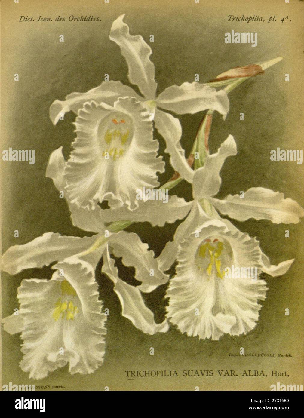 Dictionnaire iconographique des orchidees, 1896-1907, Orchidaceae, Botanik, Bildwerke, diese Abbildung zeigt drei elegante Orchideenblüten der Art Trichopilia suavis var. alba. Die Blumen zeigen aufwändig gestreifte Blütenblätter, die einen lebendigen weißen Farbton ausstrahlen, ergänzt durch zarte gelbe Highlights in der Mitte. Jede Blüte ist künstlerisch angeordnet, um die anmutige Krümmung der Blütenblätter und ihre einzigartige Struktur zu betonen. Das detailreiche Rendering erfasst die feinen Texturen und subtilen Schattierungen und unterstreicht die natürliche Schönheit dieser Orchideen während des botani Stockfoto