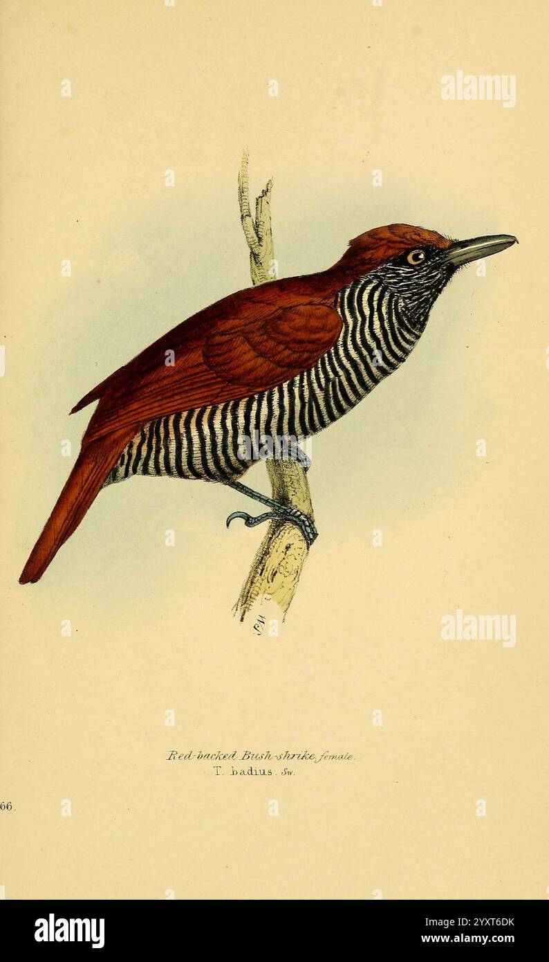 Eine Auswahl der Vögel Brasiliens und Mexikos, die Ziehung1841, Vögel, Brasilien, Mexiko, Bildwerke, Thamnophilus palliatus, William Swainson, Ornithologie, Kastanienrücken Antshrike, ein wunderschön illustrierter Vogel, der auf einem Ast thront und ein auffälliges Gefieder zeigt. Der Vogel hat kräftige, rötlich-braune Federn auf Kopf und Rücken, die sich durch den markanten schwarz-weiß gestreiften Hals und die Unterseite abheben. Seine scharfen Augen strahlen ein Gefühl der Wachheit aus, während die komplizierten Details der Federn die Kunstfertigkeit der Darstellung hervorheben. Diese fesselnde Darstellung unterstreicht Stockfoto