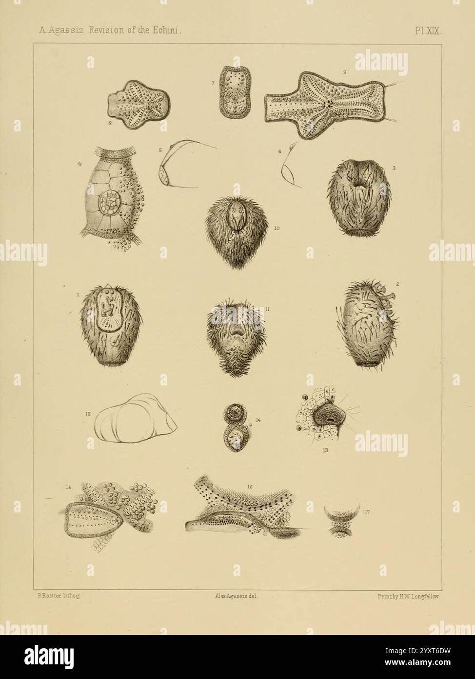 Revision der Echini, Cambridge [Mass.], University Press, 1872-1874, Klassifikation, echinodermata, Seeigel, Museum of Comparative Zoology, diese Illustration zeigt eine Reihe von komplizierten mikroskopischen Organismen, die jeweils sorgfältig mit numerischen Beschriftungen beschriftet sind. Die Kollektion zeigt eine Vielzahl von einzelligen Lebensformen, darunter unterschiedliche Formen und Texturen, die ihre biologische Vielfalt widerspiegeln. Einige Exemplare zeigen eine abgerundete oder ovale Form, während andere durch spitzen oder behaarten Oberflächen gekennzeichnet sind, die Anpassungen an ihre Umgebung hervorheben. Die detaillierten Darstellungen betonen Stockfoto