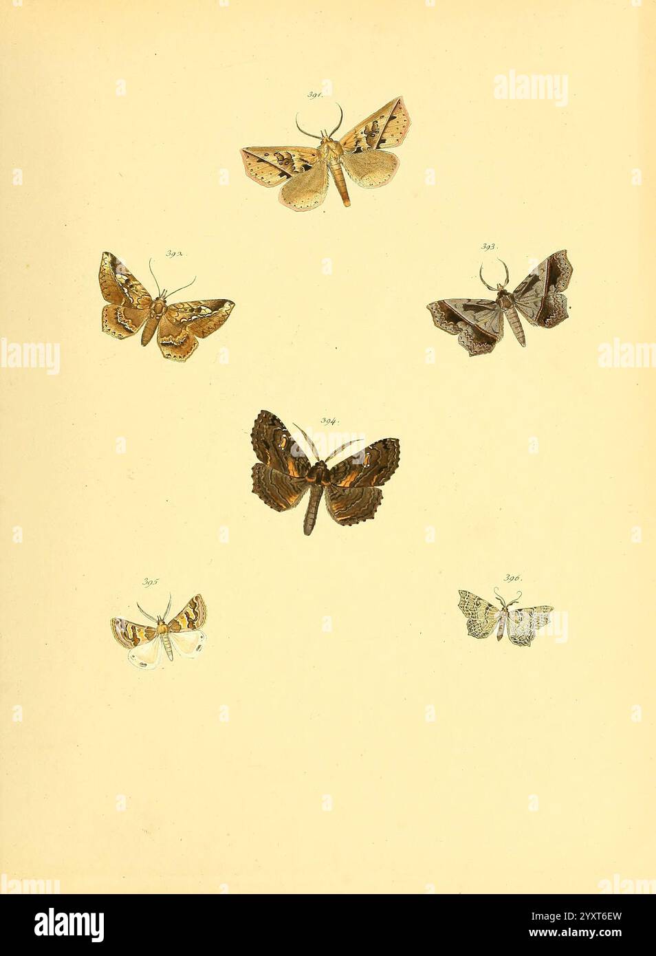 Sammlung neuer oder wenig bekannter aussereuropäischer Schmetterlinge, Bd.. 1, Regensburg, G.J. Manz, 1850/1858 [d. h. 1858-1869], Universität, Ernst, Lepidoptera, Mayr, Bibliothek, Bildwerke, Harvard, Eine Vielzahl von aufwändig detaillierten Falter sind in einer künstlerischen Ausstellung angeordnet. Die Komposition besteht aus sechs Exemplaren, die jeweils mit ihren einzigartigen Mustern und Farben versehen sind. Die Falter sind zur Identifizierung nummeriert, mit einer vorherrschenden Präsenz von Erdtönen, kontrastierenden Markierungen und empfindlichen Flügelstrukturen. Diese Kollektion zeigt die Vielfalt und Schönheit der Mottenarten und veranschaulicht die Vielfalt der Mottenarten Stockfoto