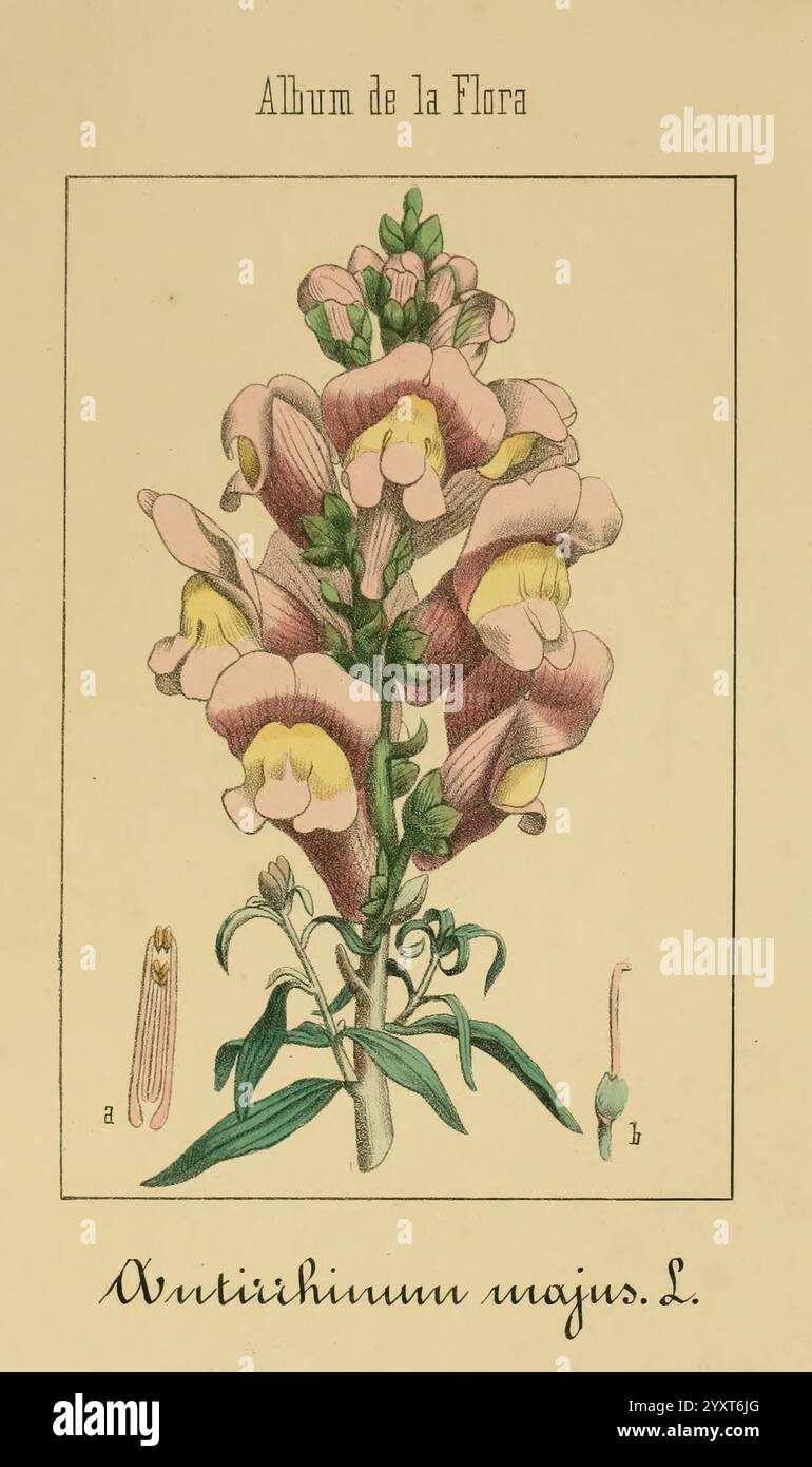 Album de la Flora me?Dico-Farmace?utica e? Industrie, Indi?gena y exo?tica, Madrid, Impr. De la Galeria literaria, 1862-64, Heilpflanzen, Bildwerke, Botanik, die Illustration zeigt eine botanische Studie des Antirrhinum majus L., bekannt als snapdragon. Diese Abbildung zeigt eine hohe blühende Pflanze mit charakteristischen, langen Blüten, die in der Farbe von zartem Rosa bis Gelb reichen. Detaillierte Etiketten weisen auf bestimmte Blumenteile hin, wobei die Buchstaben „a“ und „b“ auf verschiedene Phasen der Blüte und zugehörige Strukturen hinweisen. Das Blumenarrangement unterstreicht die Faszination Stockfoto