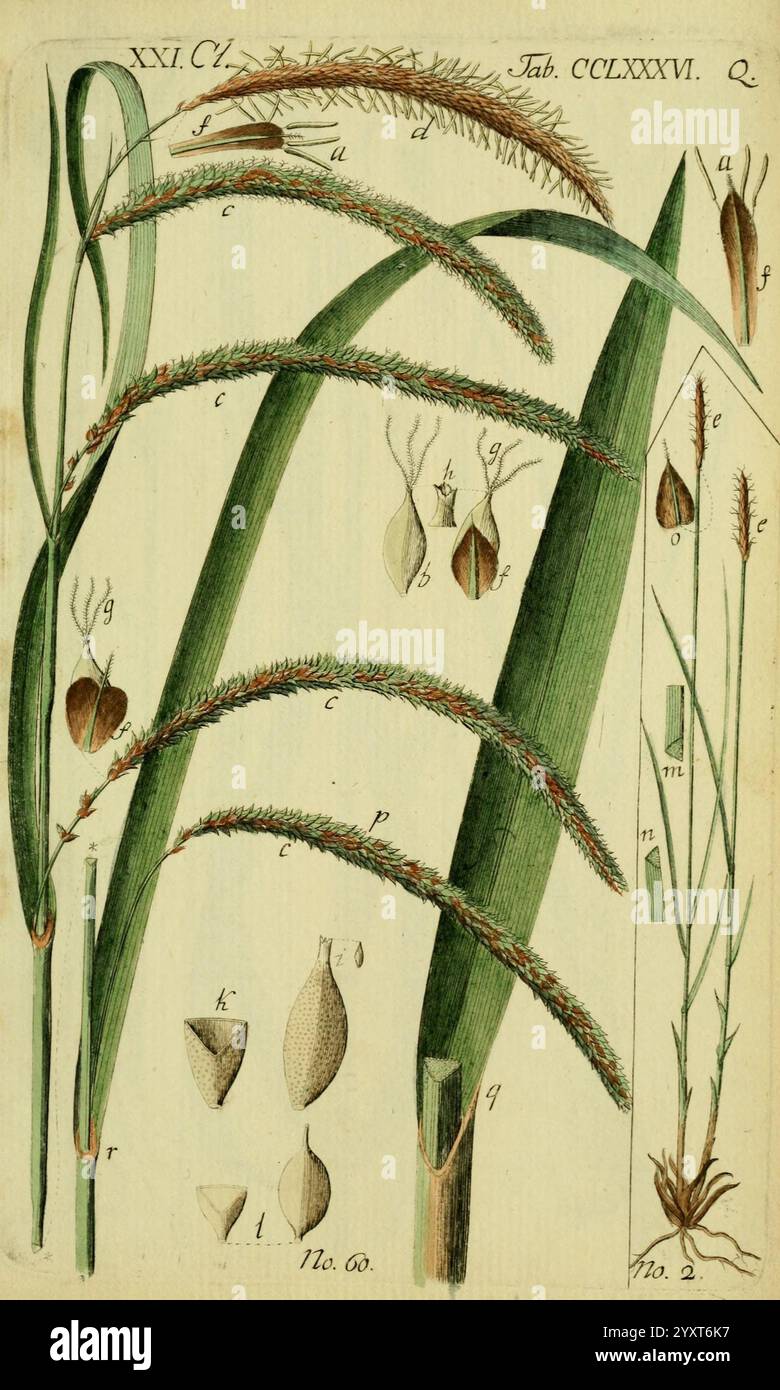 Beschreibung und Abbildung der theils bekannten, theils noch nicht beschriebenen Arten von Riedgräsern, Wittenberg, 1801-1806, carex, cyperaceae, die Abbildung zeigt verschiedene Arten von Gras und hebt deren Besonderheiten und Strukturen hervor. Jeder beschriftete Abschnitt enthält detaillierte Details der Pflanzenanatomie, einschließlich der langen Klingen, Blütenspitzen und Samenköpfe. Es werden verschiedene Formen und Texturen angezeigt, die die Vielfalt der Graseigenschaften demonstrieren. Das Design umfasst kleinere Einsätze, die auf bestimmte Elemente wie Samen und Blattanordnungen zoomen Stockfoto