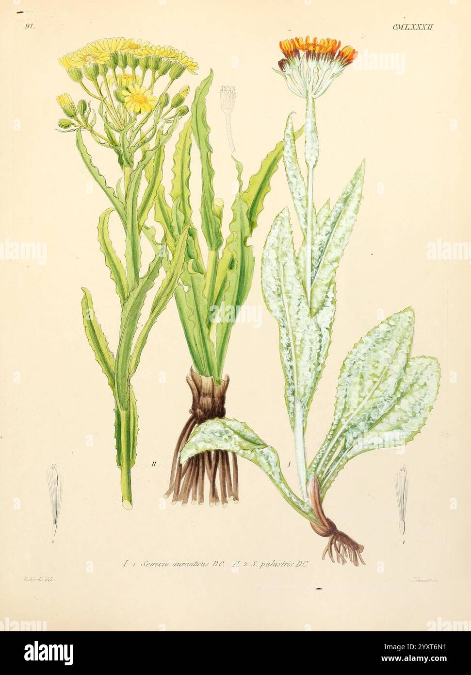 Icones florae Germanicae et Helveticae, Simul Pedemontanae, Tirolensis, Istriacae, Dalmaticae, Austriacae, Hungaricae, Transylvanicae, Moravicae, Borussicae, Holsaticae, Belgicae, Hollandicae, ergo Mediae Europae. Lipsiae, F. Hofmeister 1834-1912. [v. 1, 1850], Europa, Bildwerke, Pflanzen, diese Abbildung zeigt zwei unterschiedliche Pflanzenarten, die beide durch ihr einzigartiges Laub und ihre Blumenstruktur gekennzeichnet sind. Auf der linken Seite erhebt sich ein schlanker, aufrechter Stängel, der mit leuchtend gelben Blüten geschmückt ist, aus einer grünen Rosette von Blättern an der Basis. Die Blätter haben eine glatte Textur und sind länglich Stockfoto