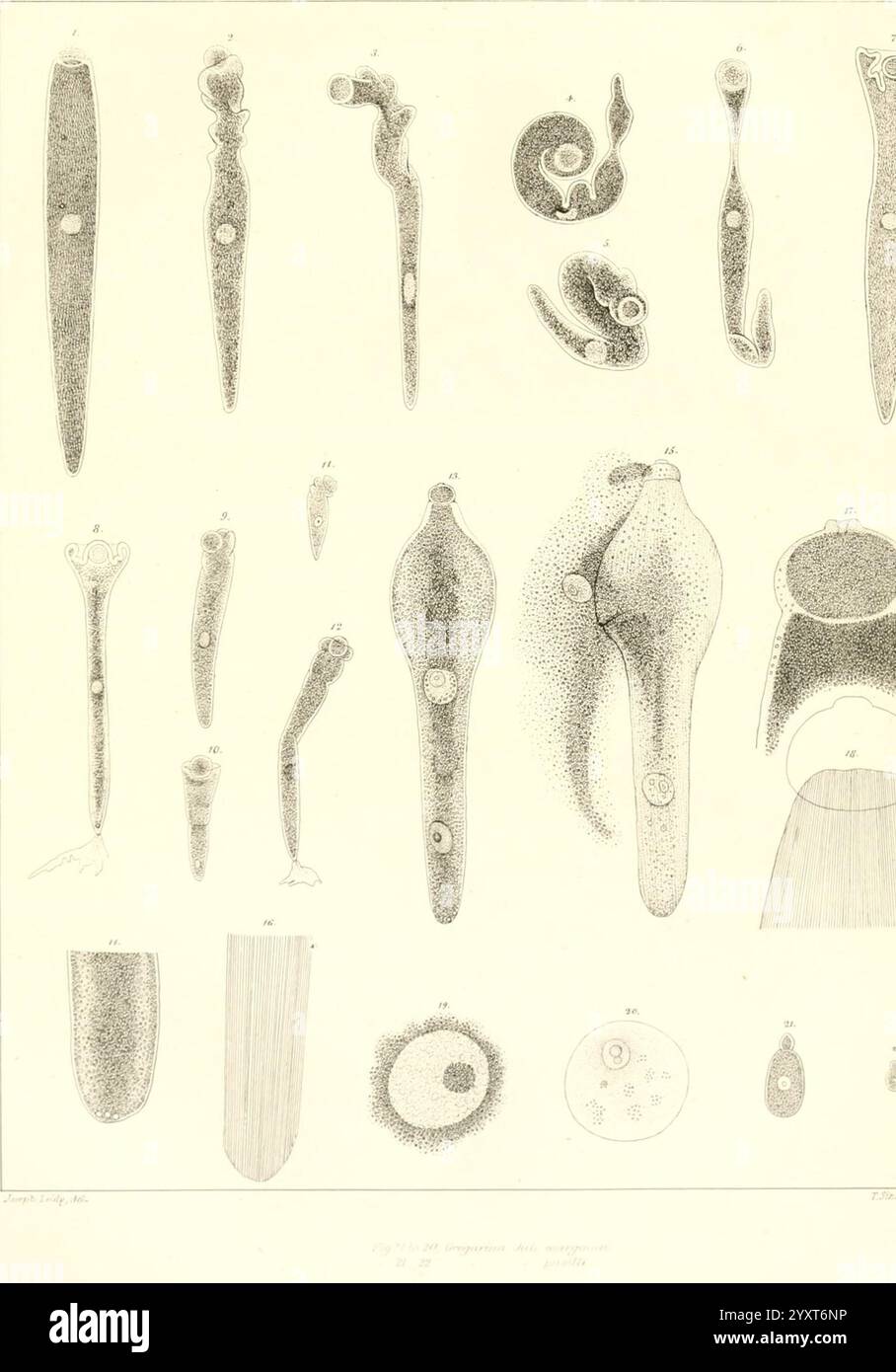 Transaktionen der American Philosophical Society, Philadelphia, der Wissenschaft, der Gesellschaften usw., die Abbildung zeigt eine Vielzahl mikroskopischer Organismen und ihrer Strukturen, die verschiedene Formen und Größen zeigen. Die Sammlung umfasst längliche, fadenartige Formen, gekrümmte Organismen und kugelförmige Elemente, die jeweils mit Zahlen zur Identifizierung gekennzeichnet sind. Kleine, kreisförmige Merkmale sind in einigen der größeren Formen sichtbar, was auf zelluläre oder interne Strukturen hindeutet. Diese detaillierte Darstellung unterstreicht die komplexe Vielfalt mikroskopischer Lebensformen und betont die Komplexität und Schönheit o Stockfoto