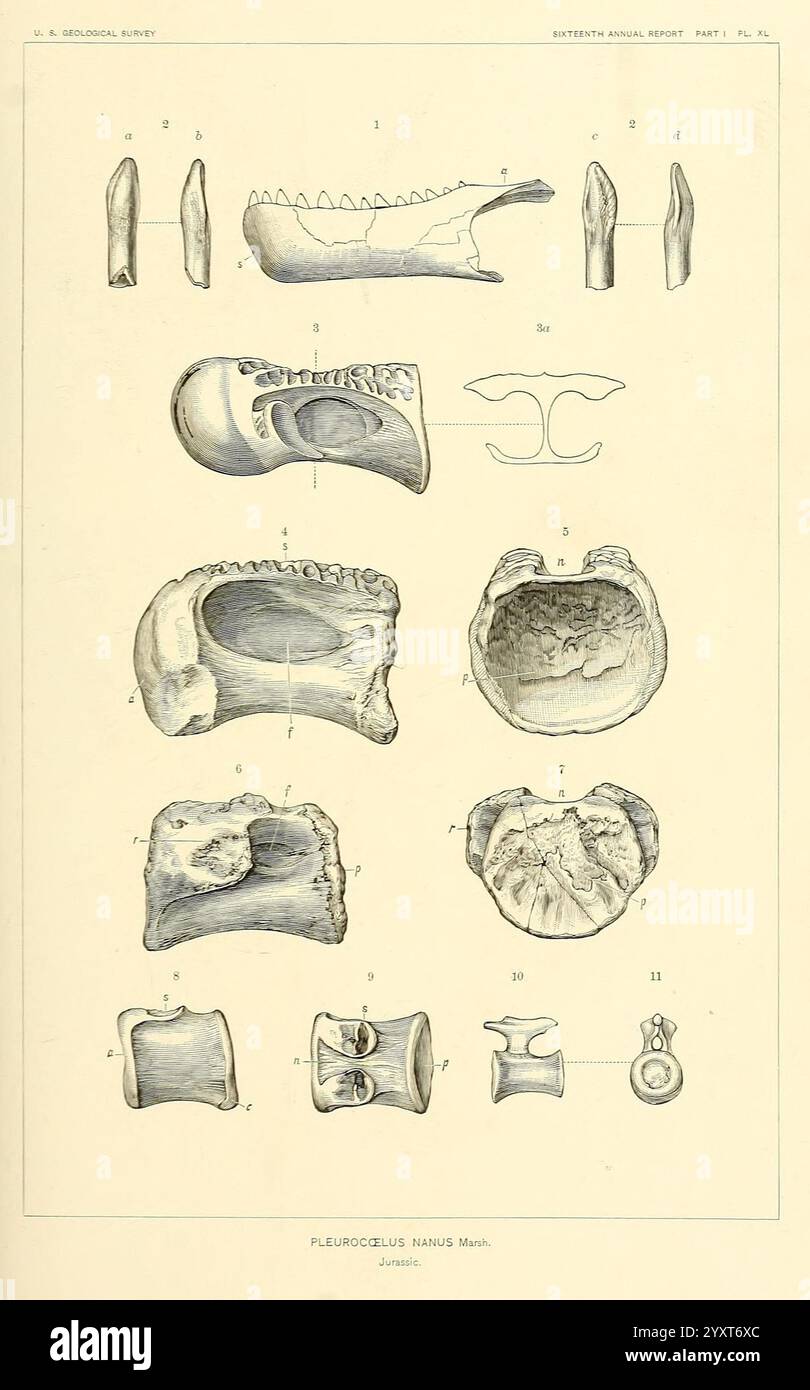 Die Dinosaurier von Nordamerika, Washington, Govt. Print, 1896, Dinosaurier, diese Kollektion zeigt eine Reihe von illustrierten anatomischen Merkmalen der Pleurostylops, die verschiedene Zahn- und Skelettelemente hervorheben. Die angeordneten Exemplare enthalten detaillierte Darstellungen von Zähnen, Kieferknochenfragmenten und anderen einzigartigen morphologischen Merkmalen, die zur einfachen Referenz nummeriert sind. Jede Illustration betont die komplizierten Formen und Funktionen dieser Exemplare und bietet wertvolle Einblicke in die Anatomie und evolutionäre Beziehungen der Arten. Die sorgfältig beschrifteten Teile verbessern das Verständnis von Stockfoto