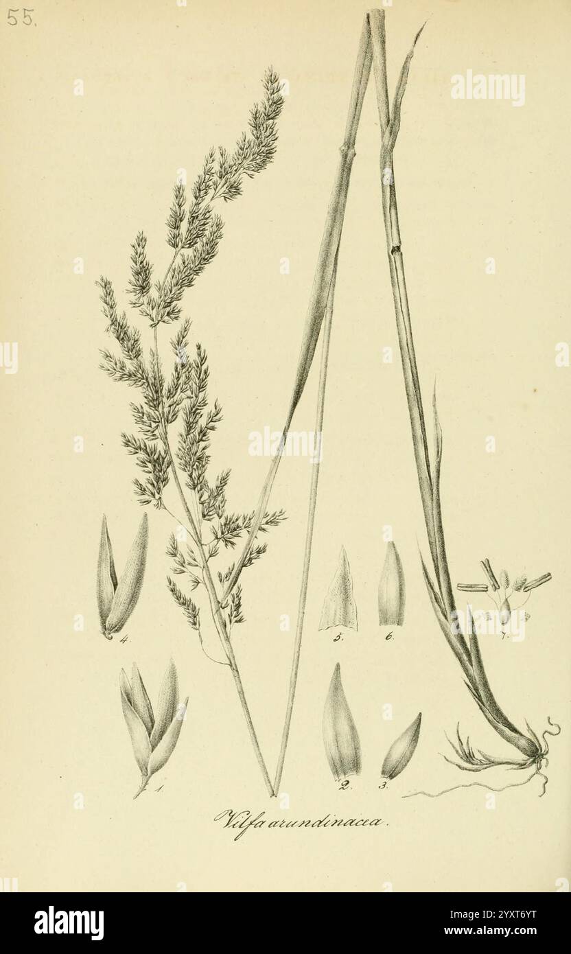 Art Graminum, Petropoli, Impensis Academiae Imperialis Scientiarum, 1828-1836, Gramineae, Bildwerke, Gräser, die Illustration zeigt eine Vielzahl von Grasarten, hervorzuheben ist eine detaillierte Darstellung der Rufa arundinacea Pflanze. Der mittlere Stamm zeigt längliche Blätter, und die Anordnung zeigt die einzigartigen Merkmale der Pflanze, einschließlich der Blütenstände und der charakteristischen Blattstrukturen. Um das Hauptexemplar herum befinden sich kleinere Zeichnungen, in denen einzelne Blätter und Blütenteile hervorgehoben werden, die zur Identifizierung gekennzeichnet sind. Diese botanische Darstellung unterstreicht die Komplexität Stockfoto