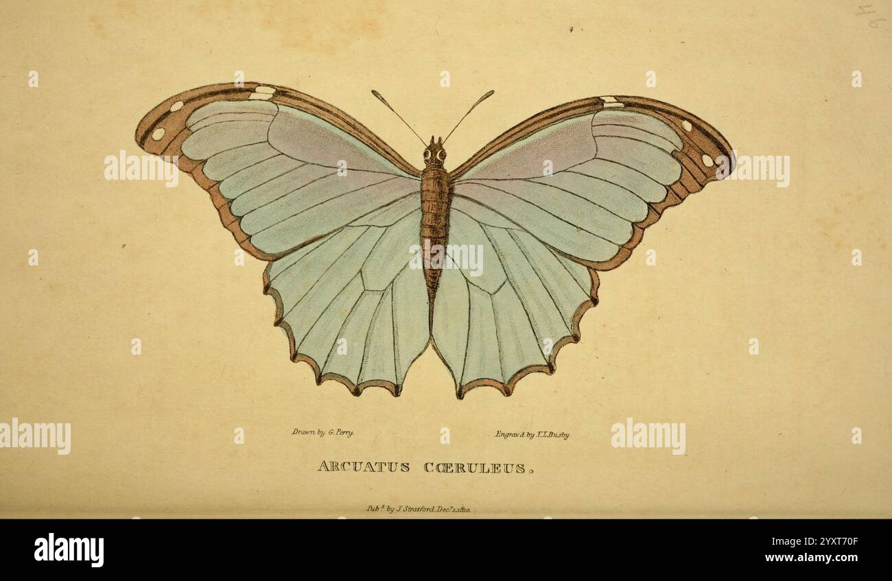 Arcana, oder das Museum of Natural History, London, 1811, Moth, Natural History, Arthropoda, Bildwerke, Arcuatus coeruleus, George Perry, Künstler, Arthropoden, diese Abbildung zeigt eine wunderschön detaillierte Darstellung eines Schmetterlings, insbesondere der Art Neriitina Ceres. Die Flügel zeigen eine elegante Palette von sanftem Blau und gedämpftem Braun mit komplizierten Mustern an den Kanten, die zarte, gewellte Formen aufweisen. Der Körper des Schmetterlings ist schlank und weist subtile Texturen auf, die die lebensechte Qualität des Renderings insgesamt verbessern. Die Liebe zum Detail hebt nicht nur die vibra hervor Stockfoto