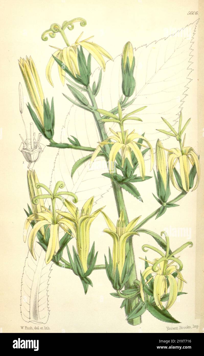 Curtis's Botanical Magazine London New York etc. Botanische Illustration Botanik Zeitschriften Bildwerke Pflanzen ornamental Curtis, Eine botanische Illustration mit einer detaillierten Darstellung einer blühenden Pflanze mit langen grünen Stielen und Haufen von zarten, glockenförmigen gelben Blüten. Die Blätter sind gut sichtbar dargestellt, verziert und gezackt, was die Gesamtkomposition verbessert. Die Illustration zeigt eine komplexe Darstellung der Struktur der Pflanze mit Anmerkungen zur Klarheit, die die natürliche Schönheit und Komplexität der Art verdeutlichen. Der Hintergrund bietet subtile Kontraste Stockfoto