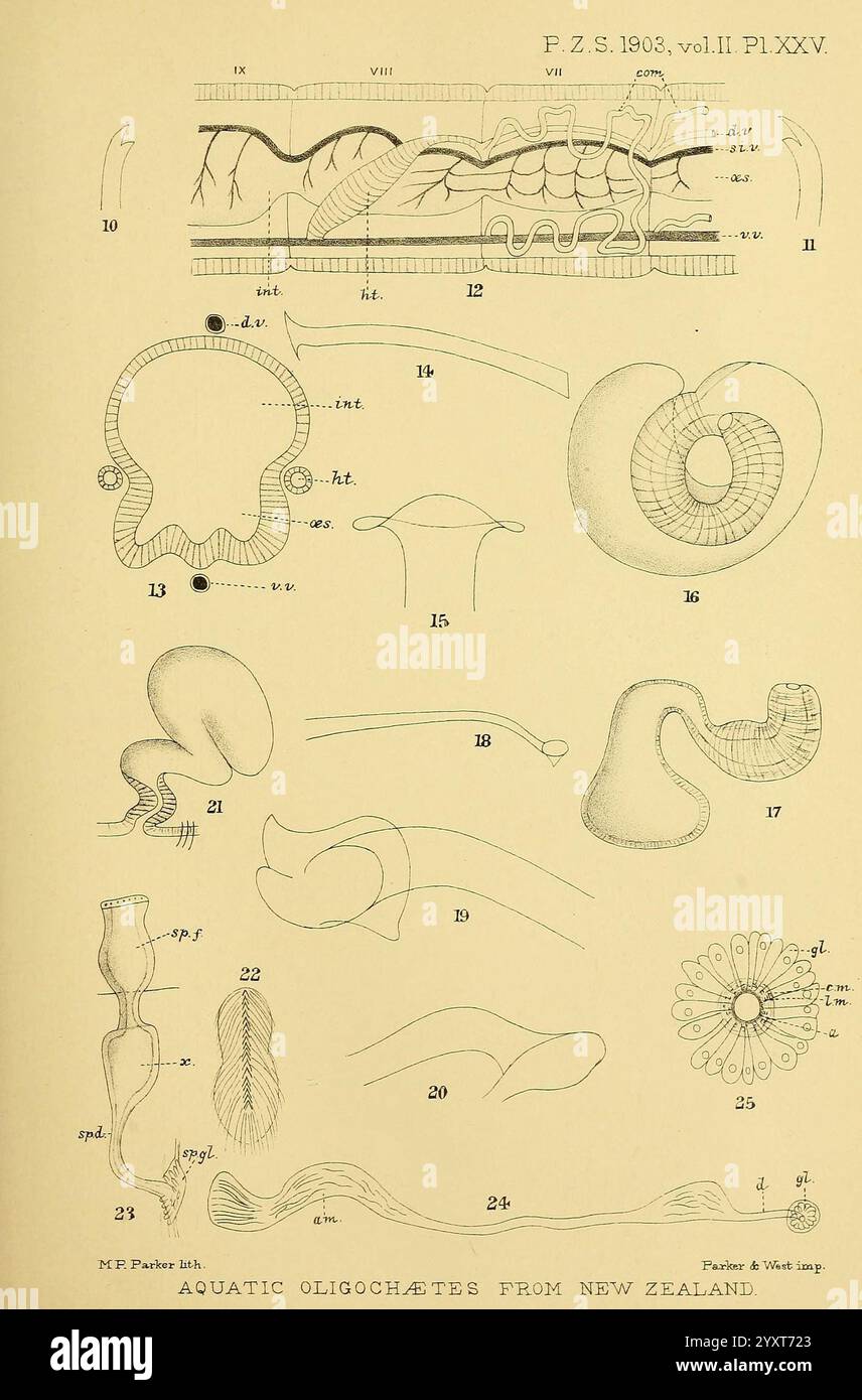 Proceedings, of, the, Zoological, Society, of, London, Academic, Press, Zeitschriften, Zoologie, eine Illustration, die verschiedene Arten von aquatischen Oligochaeten zeigt, die aus Neuseeland gesammelt wurden. Die detaillierten Abbildungen zeigen anatomische Merkmale und morphologische Variationen, einschließlich verschiedener Arten von Körperstrukturen und Fortpflanzungsorganen. Jeder beschriftete Abschnitt bietet einen Einblick in die Vielfalt dieser segmentierten Würmer und veranschaulicht ihre einzigartigen Anpassungen an aquatische Umgebungen. Das Diagramm betont die Komplexität ihrer Formen und Formen, die für das Verständnis des wesentlich sind Stockfoto