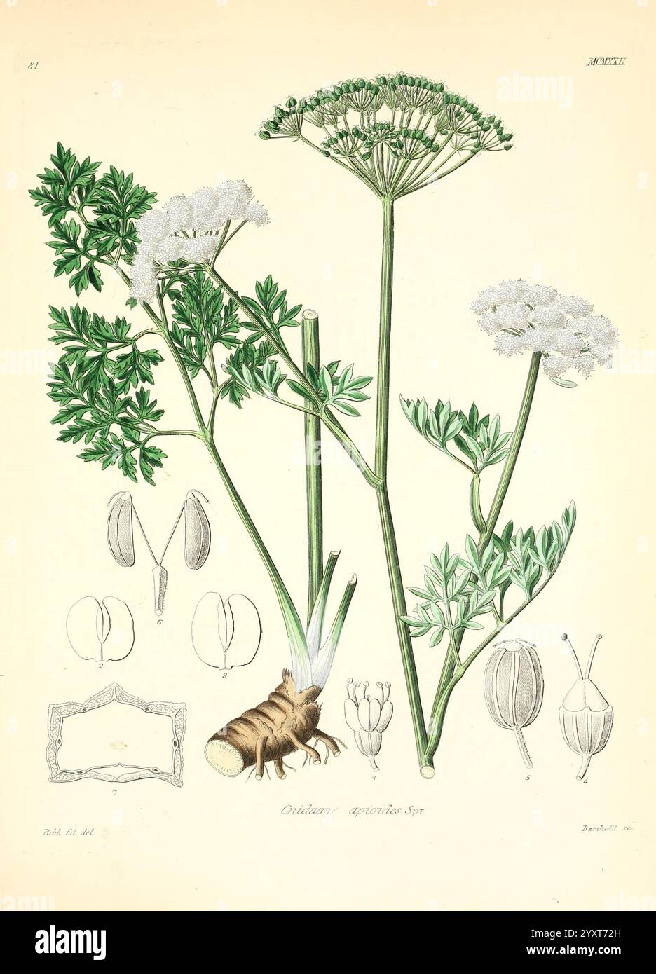 Icones florae Germanicae et Helveticae, Simul Pedemontanae, Tirolensis, Istriacae, Dalmaticae, Austriacae, Hungaricae, Transylvanicae, Moravicae, Borussicae, Holsaticae, Belgicae, Hollandicae, ergo Mediae Europae. Lipsiae, F. Hofmeister 1834-1912. [v. 1, 1850], Europa, Bildwerke, Pflanzen, die Abbildung zeigt die detaillierte botanische Untersuchung der Cicuta virosa, allgemein bekannt als Wasserschierlinge. In der Mitte sind die zarten weißen Blüten der Pflanze hervorzuheben, die sich durch kleine Cluster auf schlanken, grünen Stängeln auszeichnen. Die Hauptpflanze flankiert mit komplizierten Darstellungen ihrer Blätter, Showcasi Stockfoto