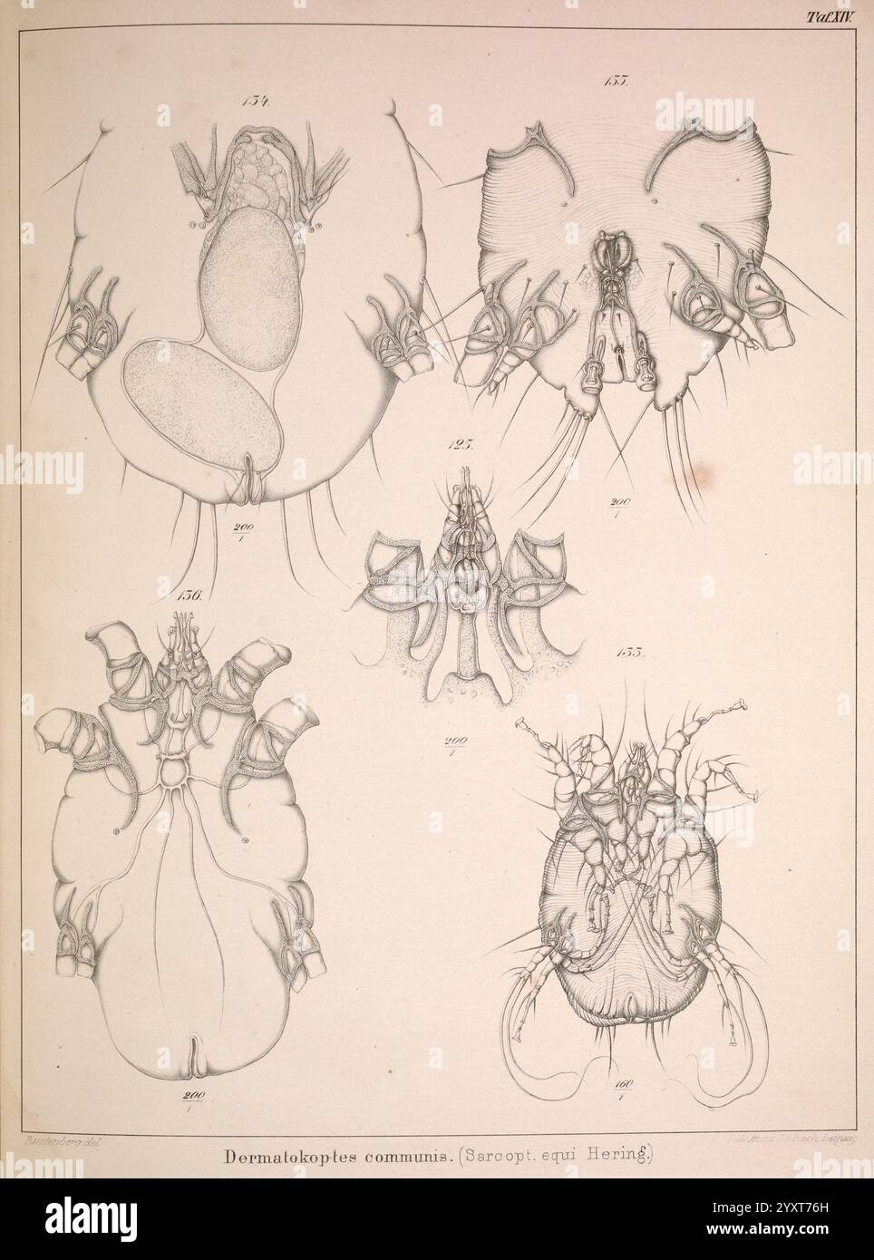 Die, Krätzmilben, der, Menschen, und, Thiere, Leipzig, Engelmann, 1861, Milben, die Abbildung zeigt detaillierte anatomische Zeichnungen von *Dermatolestes communis*, allgemein bekannt als die Pferdelaus. Das zentrale Bild zeigt eine dorsale Ansicht, die die komplizierten Strukturen und die einzigartige Morphologie der Probe hervorhebt. Um diese zentrale Figur herum befinden sich zusätzliche Ansichten, einschließlich lateraler und ventraler Perspektiven, die die Anatomie des Insekts weiter aufklären. Jeder Aspekt ist sorgfältig mit Nummerierungen versehen, um wissenschaftliche Hinweise zu erhalten, die verschiedene Merkmale wie Mundteile, Bein betonen Stockfoto