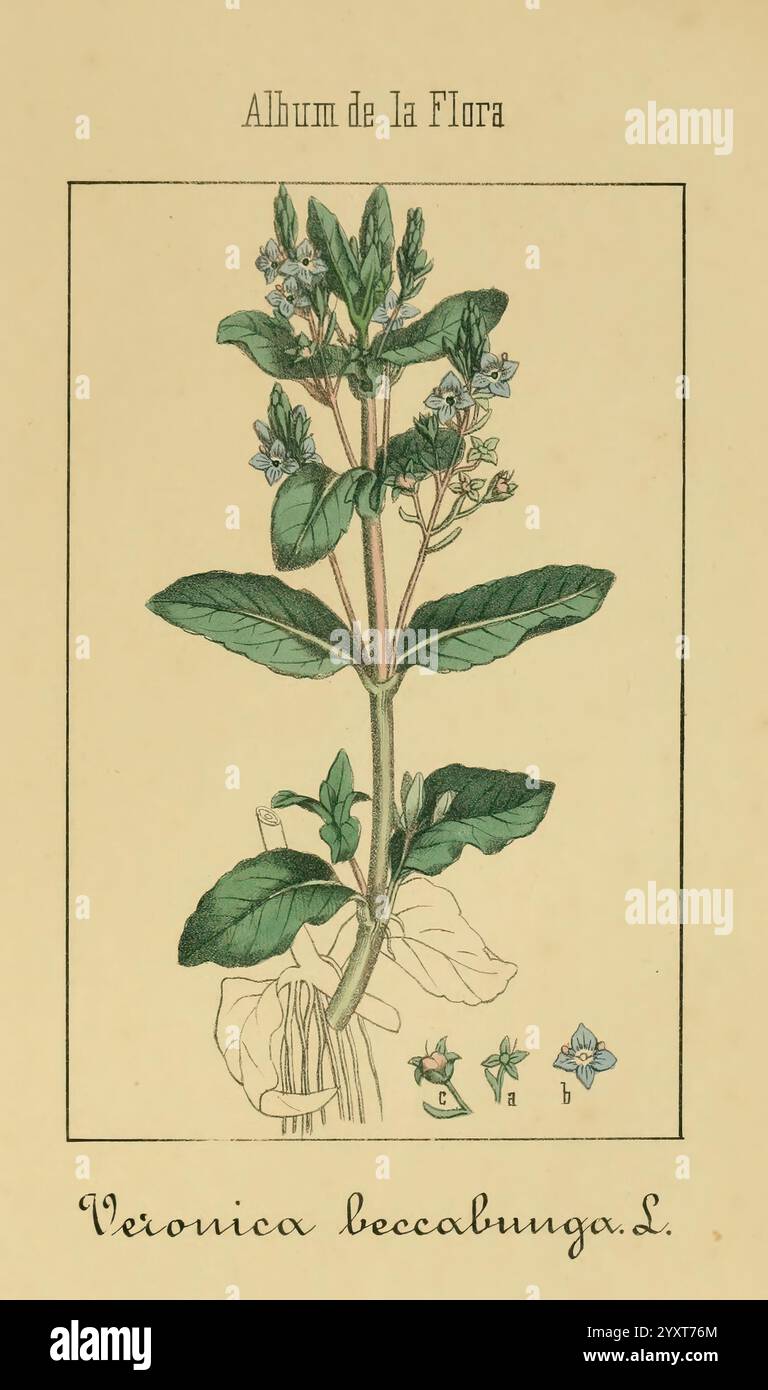 Album de la Flora me?dico-farmace?utica e Industrial, indi?gena y exo?tica, Madrid, Impr. De la Galeria literaria, 1862-64, Heilpflanzen, Bildwerke, Botanik, wirtschaftlich zeigt die Abbildung die Pflanze Veronica beccabunga L., die allgemein als wasserspeedwell bekannt ist. Diese botanische Darstellung zeigt die üppig grünen Blätter der Pflanze, die breit und eiförmig sind und in einem wirbelnden Muster um den Stamm angeordnet sind. Die Blütenspitzen weisen zarte blaue Blüten auf, die durch subtile Details hervorgehoben werden, um ihre Struktur zu unterstreichen. Unter der Abbildung ist der Name der Pflanze elegant eingeprägt. Stockfoto