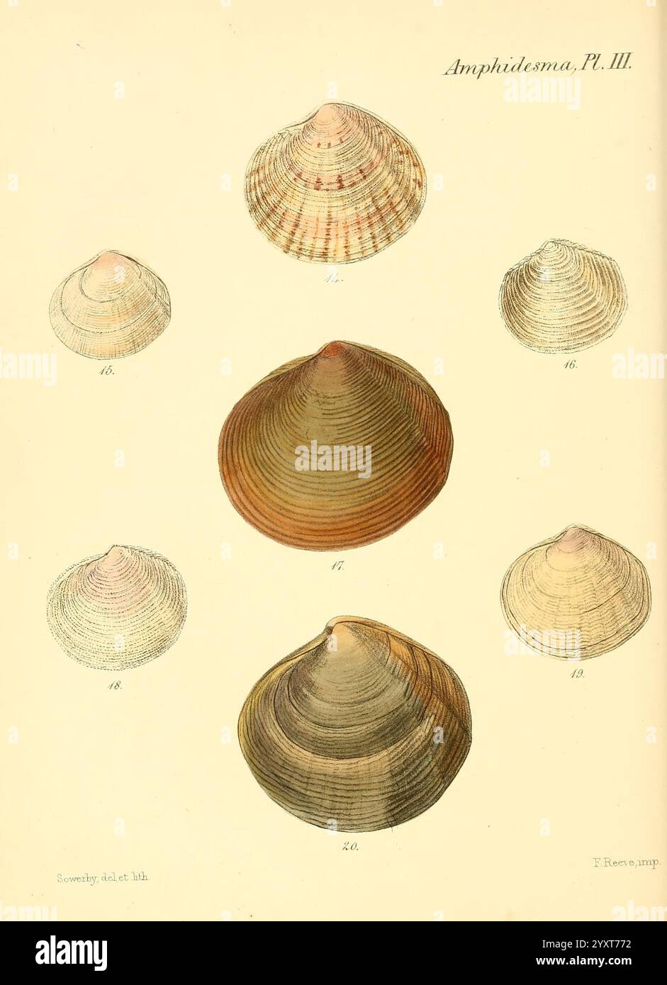 Conchologia Iconica oder Illustrationen of the Muscheln of Molluscous Animals London, Reeve, Brothers, 1843–1878. Weichtiere, Bildwerke, Muscheln, Eine Sammlung illustrierter Muscheln, die in einem Layout angeordnet sind, das verschiedene Arten der Gattung Amphidema zeigt. Die Schalen weisen elegante Linien und Muster auf, einige mit subtilen Farbvariationen, die ihre natürliche Schönheit verbessern. Jede Schale ist als Referenz nummeriert und hebt unterschiedliche Formen und Größen hervor, von längeren Formen bis hin zu breiteren, abgerundeten Varianten. Die feinen Details in den Abbildungen betonen die komplizierten Texturen und d Stockfoto