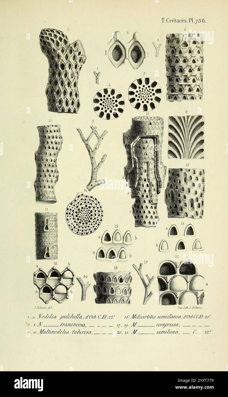 Paléontologie francaise, Paris, Chez l'auteur, 1840-1894, Frankreich, Paläontologie, Jura, Tertiär, Kreidezeit, Paläobotanik, Muschelfossile, Seeigel-Fossilien, Fossilien, Fossilien, diese Sammlung zeigt verschiedene komplizierte Illustrationen fossiler Korallen und anderer Meeresorganismen aus der geologischen Zeit. Jede Figur wird akribisch gerendert und unterstreicht die unterschiedlichen Formen und Strukturen, die für diese Exemplare einzigartig sind. Die nummerierten Abbildungen zeigen verschiedene Arten von Korallenmorphologien, darunter Verzweigungsmuster, schalenförmige Formen und Wabenstrukturen, wobei die Komplexität und b betont werden Stockfoto