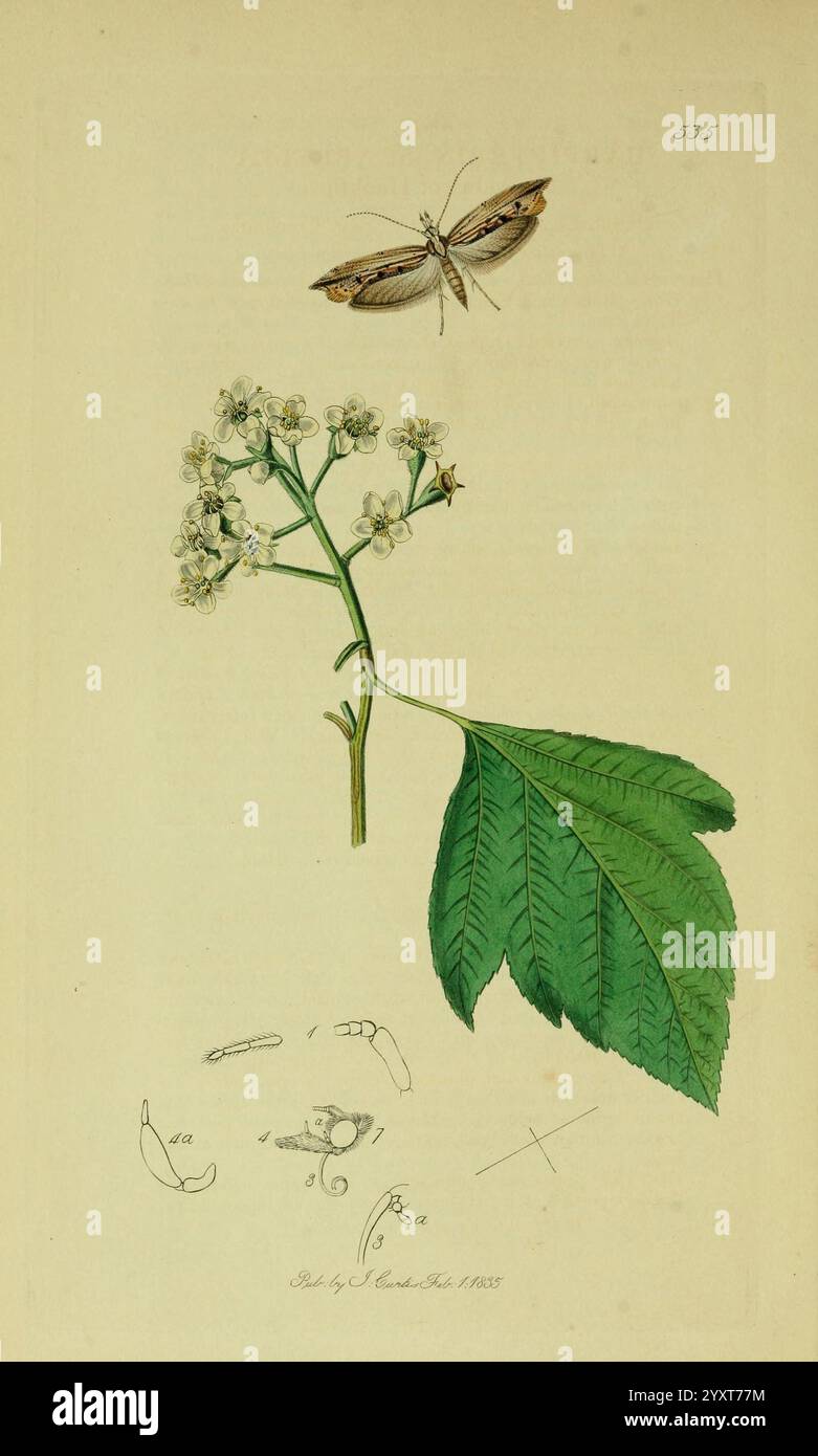 British, Entomology, London, gedruckt für den Autor 1823-1840 [d. h. 1840], Botanik, Großbritannien, Insekten, Pictorial Works, die Abbildung zeigt eine zarte blühende Pflanze mit kleinen weißen Blüten, die sich oben auf einem schlanken Stiel gruppieren. Unterhalb der Blüten zeigt ein markantes grünes Blatt seine gezackten Kanten und seine ausgeprägten Adern. Über der Pflanze ist ein Schmetterling abgebildet, dessen Flügel weit ausgebreitet sind und komplizierte Muster zeigen. Im unteren Abschnitt werden in mehreren detaillierten Skizzen verschiedene anatomische Merkmale hervorgehoben, darunter Segmente, die Insektenanhänge darstellen können, um eine Verbindung zu veranschaulichen Stockfoto