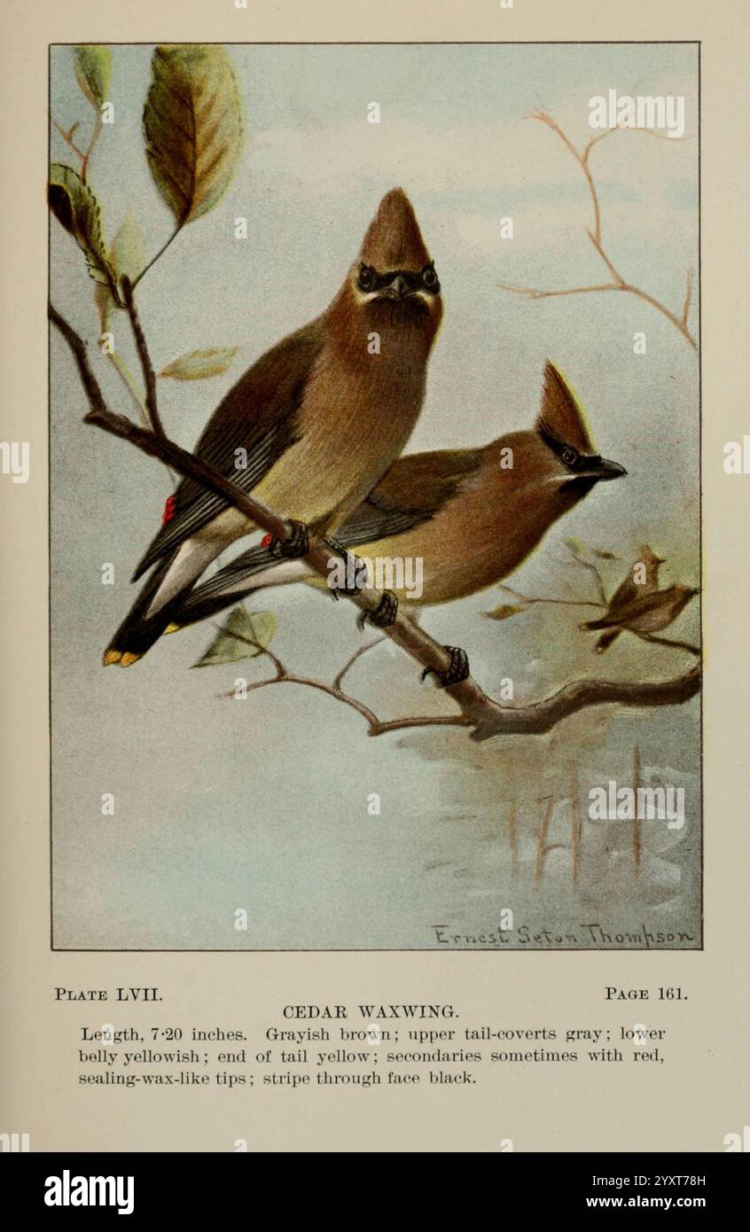 Bird-Life, A Guide to the Study of Our Common Birds, New York, Appleton, 1900, Birds, Pictorial Works, United States, American Museum of Natural History, Waxwing, Bombycilla Cedrorum, diese künstlerische Darstellung zeigt zwei Zedernwachsflügel auf einem zarten Zweig. Die Vögel zeigen ihre charakteristischen schlanken Körper mit charakteristischen gelben Bäuchen und einer dezenten grau-braunen Farbe. Einer der Vögel hat einen leicht geneigten Kopf, der eine glänzende schwarze Maske um seine Augen zeigt. Der Hintergrund zeigt eine ruhige Wasserszene, die an eine ruhige natürliche Umgebung erinnert. Diese Abbildung entspricht Stockfoto