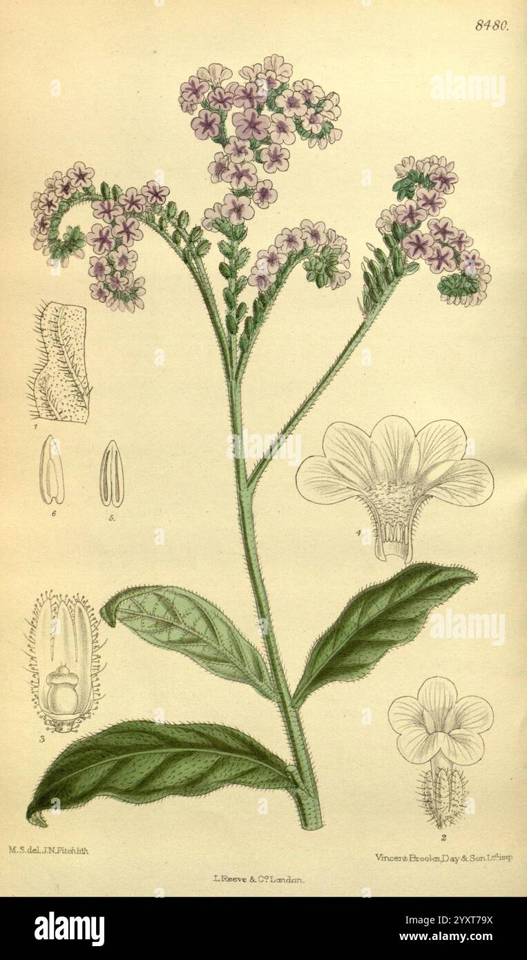 Curtis's Botanical Magazine London New York etc. Botanische Illustration Botanik Zeitschriften Bildwerke Pflanzen ornamental Curtis, die Illustration zeigt eine botanische Studie einer blühenden Pflanze, die ihre detaillierte Struktur und Eigenschaften zeigt. In der Mitte ist die Pflanze mit üppig grünen Blättern und Haufen von zarten violetten Blüten dargestellt, die jeweils mit komplizierten Blütenblättern versehen sind. Um die zentrale Darstellung herum befinden sich kleinere, detaillierte Zeichnungen, die verschiedene Komponenten hervorheben, darunter einzelne Blütenstrukturen, Blattmuster und reproduktive Teile. Das wissenschaftliche Etikett inkl. Stockfoto