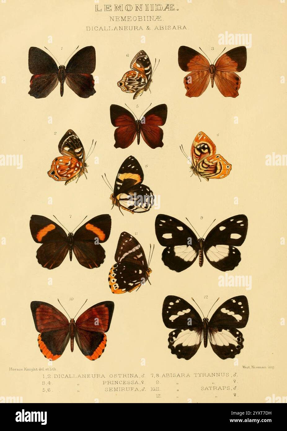 Rhopalocera exotica London, Gurney & Jackson, 1887-1902. Schmetterlinge, Schmetterling, Horace Knight, Eine Sammlung verschiedener Schmetterlingsarten aus der Familie Lemoniidae, die in einem organisierten Format zur Untersuchung und Referenz gezeigt werden. Das Arrangement hebt die komplexen Muster und Farbvarianten hervor und zeigt sowohl symmetrische Flügeldesigns als auch einzigartige Markierungen. Jedes Exemplar ist mit seinem wissenschaftlichen Namen gekennzeichnet, was eine nützliche Ressource für Entomologen oder Schmetterlingsliebhaber darstellt. Die Vielfalt in Farbe und Form unterstreicht die Schönheit und Komplexität dieser Insekten und veranschaulicht ihre Impor Stockfoto