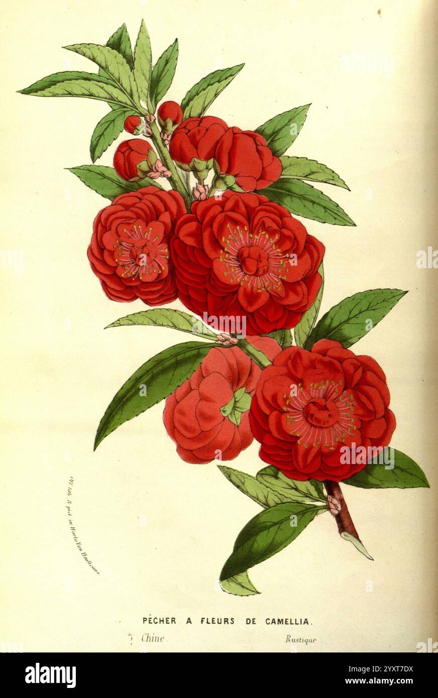 Flore des serres et des jardins de l'Europe, A Gand, chez Louis van Houtte, éditeur, 1845-1880, Eine atemberaubende Illustration eines Zweiges mit leuchtend roten Kamelienblüten. Die Blüten, üppig und voll, zeigen komplizierte Details in ihren Blütenblättern und sorgen für eine beeindruckende visuelle Wirkung. Die Blüten umgeben von sattgrünen Blättern, die einen erfrischenden Kontrast schaffen. Die Komposition enthält auch ein Etikett mit der Aufschrift „Pêcher à fleurs de Camellia – Chine“, das seine Verbindung zu China und die kulturelle Bedeutung dieser botanischen Darstellung unterstreicht. Stockfoto