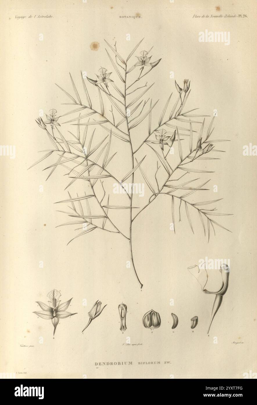 Voyage de la corvette l'Astrolabe, Paris, J. Tastu, 1830-1834., Eine botanische Illustration der Art Dendrobium Spliweni, die sich durch ihren langen, schlanken Stiel mit schmalen, lanzenförmigen Blättern auszeichnet. Die zarten und komplizierten Blumen sind detailliert dargestellt und betonen ihre einzigartige Form und Struktur. Neben der Hauptpflanze werden verschiedene Phasen der Blütenentwicklung dargestellt, darunter Knospen und geöffnete Blüten, was die botanische Genauigkeit und die Schönheit dieser Orchideenart unterstreicht. Die Abbildung wird von detaillierten Etiketten begleitet, die wissenschaftliche Informationen enthalten Stockfoto