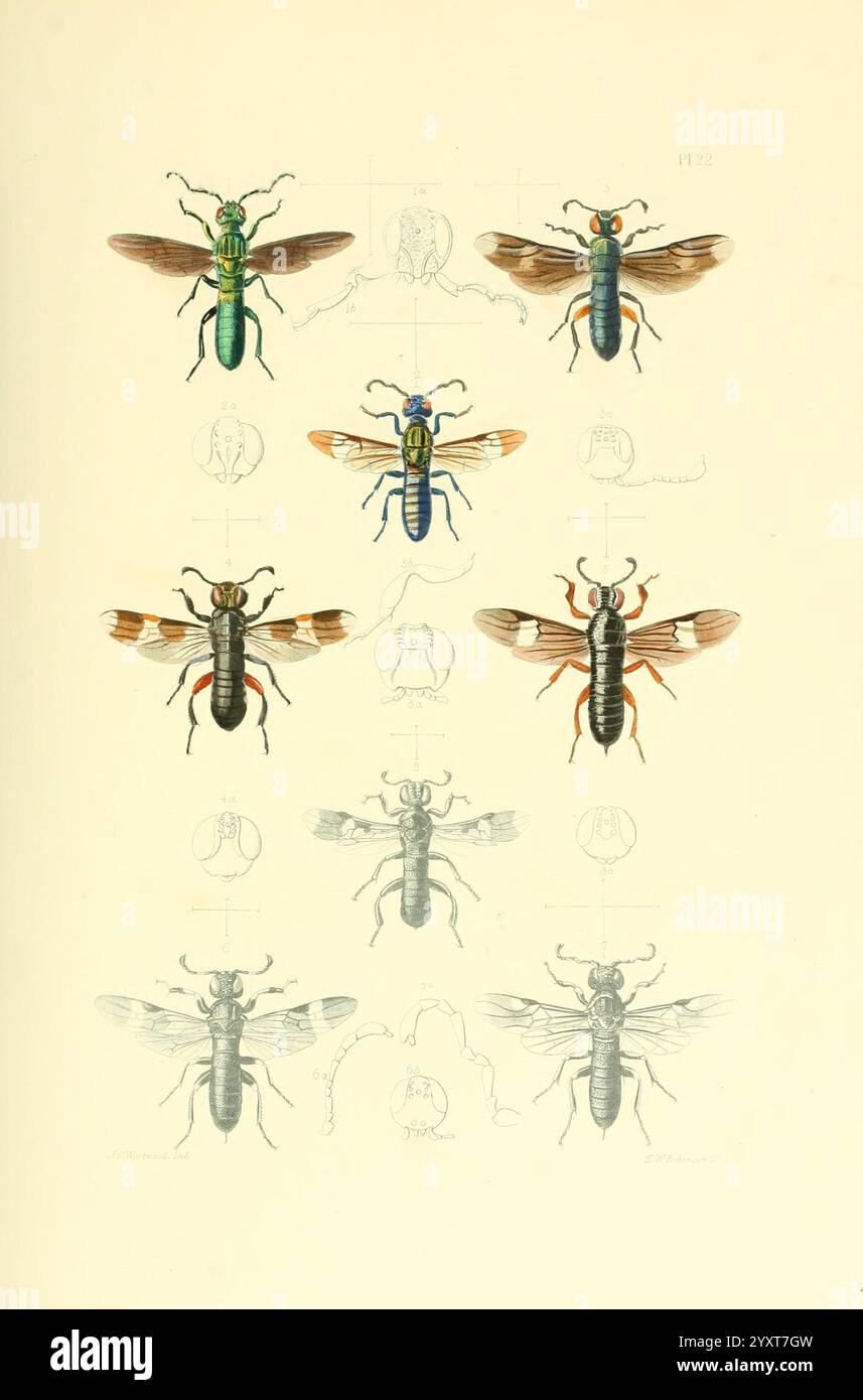 Thesaurus entomologicus Oxoniensis Oxford bei der Clarendon Press 1874 Insektenidentifikation Arthropoden Entomologie Klassifizierung zeigt die Illustration eine Sammlung verschiedener Insekten, die ihre komplizierten Details und verschiedenen Farben deutlich zeigen. In der obersten Reihe sind zwei grüne und blaue Käfer im Rasterformat angeordnet, während in der zweiten Reihe Ameisen mit markanten Körpermustern, die durch ihre einzigartige Farbgebung hervorgehoben werden, zu sehen sind. Im unteren Bereich befinden sich geflügelte Insekten mit bemerkenswerter Symmetrie. Jedes Insekt wird präzise dargestellt und fängt sein anatom ein Stockfoto