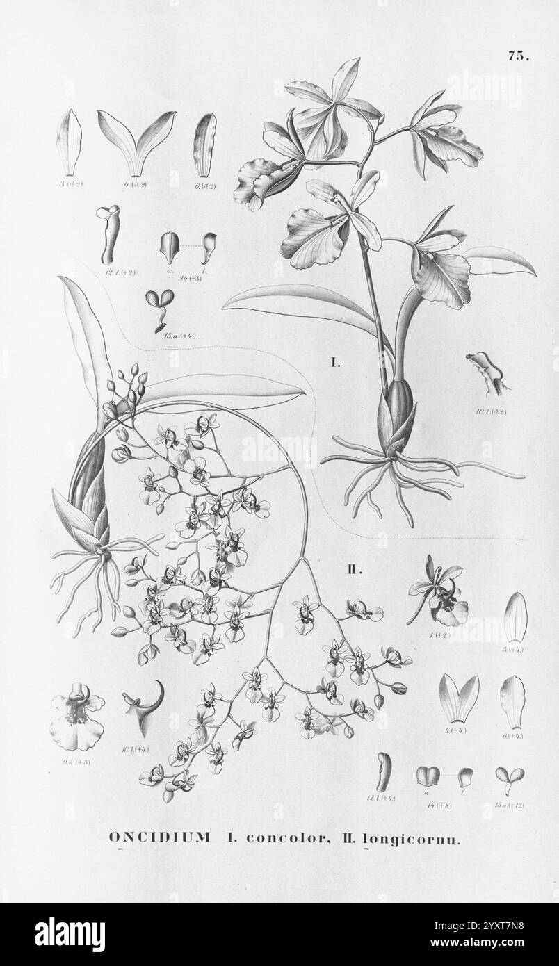 Flora brasiliensis, Enumeratio Plantarum in Brasilia Hactenus Detectarum, Monachii et Lipsiae [München & Leipzig], R. Oldenbourg, 1840-1906, Brasilien, Deutschland, Gravur, Botanik, 1840, Unfarbig, Botaniker, Bildwerke, Graphic Media, Eine detaillierte botanische Illustration, die verschiedene Arten der Gattung Oncidium zeigt. Der obere Abschnitt enthält beschriftete Diagramme verschiedener Teile der Oncidium-Blüte, einschließlich Blütenblätter, Sepalen und Labellum. Unten sind zwei unterschiedliche blühende Pflanzen mit eleganten Blüten und komplizierten Details dargestellt, die ihre einzigartigen Formen und Strukturen zeigen. Jeder Teil bin ich Stockfoto