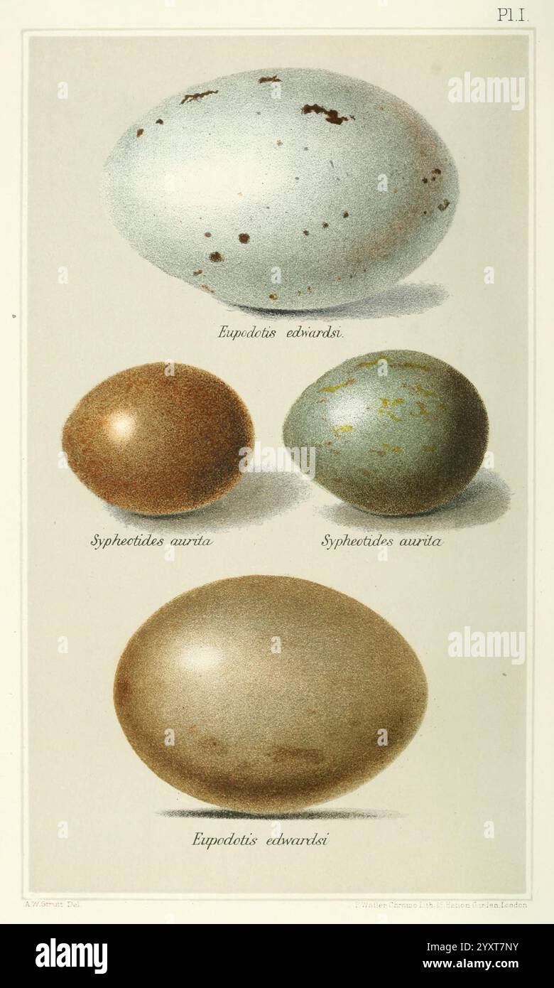 Indische, Sporting, Birds, London, Francis, Edwards, 1915, Birds, Wild und Game Birds, Indien zeigt das Bild eine Sammlung von Eiern verschiedener Vogelarten, die in einem pädagogischen Format präsentiert werden. Oben links ist ein Ei zu Epedaltes obscurus zu sehen, das sich durch sein charakteristisches gesprenkeltes Muster auszeichnet. Darunter sind zwei Eier dargestellt, die als Sphyrapicus auro identifiziert wurden und Variationen in Farbe und Textur zeigen – eines mit einer glatteren Oberfläche und das andere mit einer stärker strukturierten Oberfläche. Schließlich wird unten rechts ein weiteres Ei mit der Bezeichnung Epedalites obscurus präsentiert, das besonders hervorzuheben ist Stockfoto