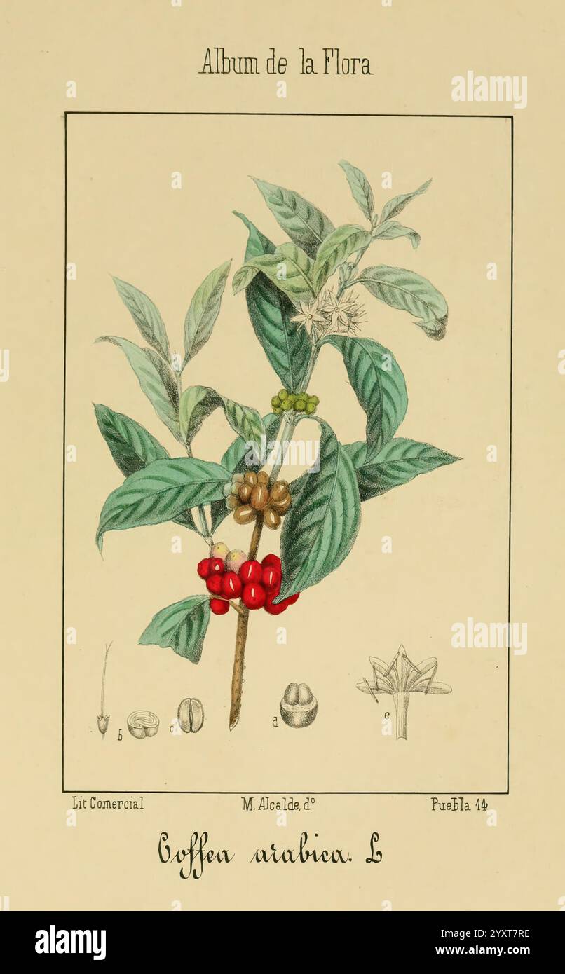Album de la Flora me?Dico-Farmace?utica e? Industrie, Indi?gena y exo?tica Madrid, impr. De la Galeria literaria, 1862-64. Botanik, Wirtschaftspflanzen, Heilpflanzen, Bildwerke, der New York Botanical Garden, Malcalde, eine Illustration, die die Coffein arabica Pflanze zeigt, in der hervorstechend ihre markanten Blätter und Haufen reifer roter Beeren zu sehen sind. Unterhalb der Hauptpflanzendarstellung zeigen kleinere Abbildungen verschiedene Stufen der Kaffeebrüchte und -Samen, was das Verständnis der botanischen Morphologie verbessert. Das Bild trägt die elegante Bezeichnung „Coffea arabica L“, zusammen mit dem Titel „Album de“ Stockfoto