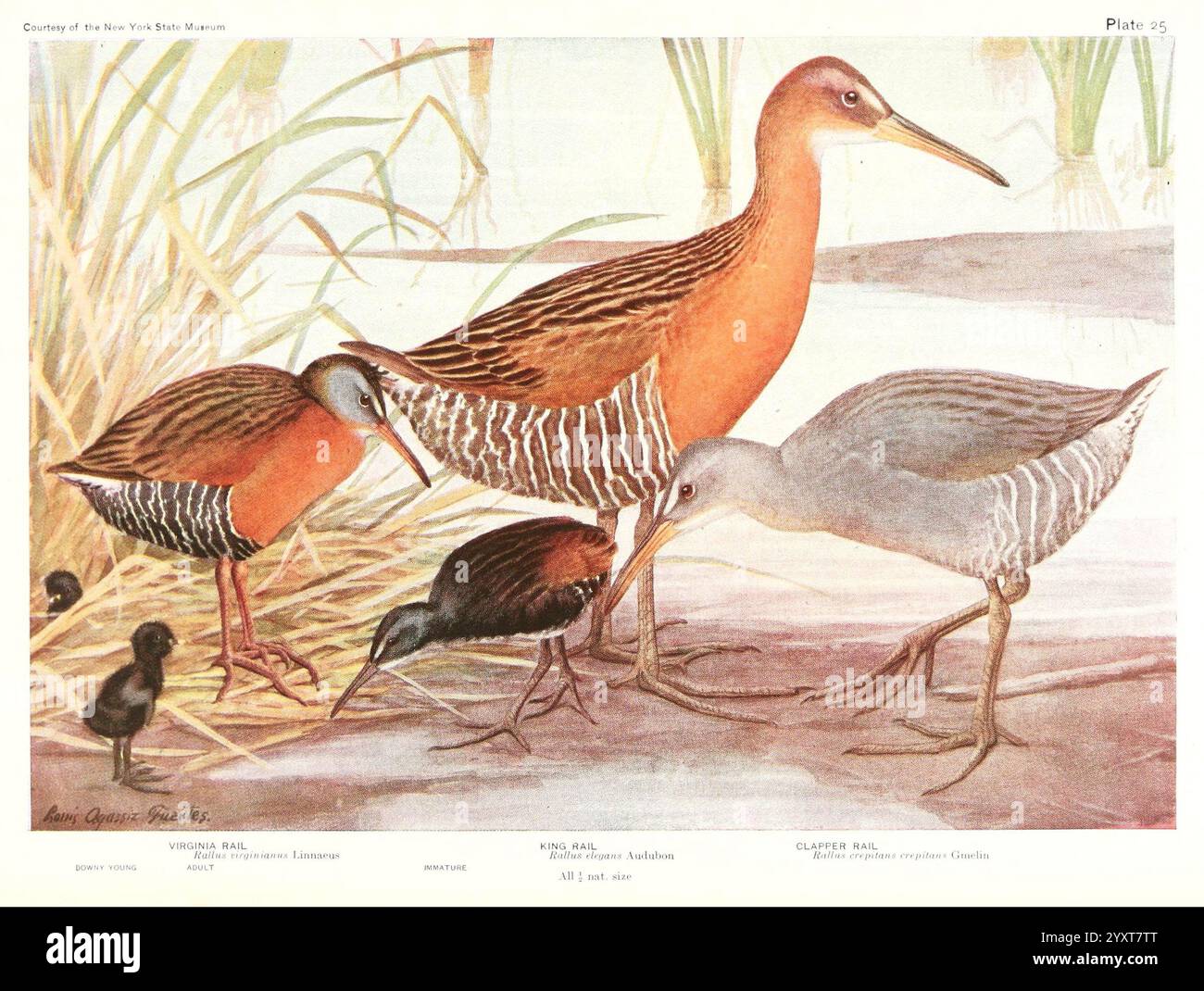 Birds of America v.1. New York, Die University Society, 1923. Birds, North America, 59827, Louis Agassiz Fuertes, Rallus limicola, Rallus elegans, Rallus crepitans, Eine detaillierte Komposition mit verschiedenen Arten von Schienen, die durch ein Sumpfgebiet waten. Die Szene zeigt eine prominente Virginia Rail und ein Paar kleinerer Sora Rails, die jeweils ein eigenes Gefieder aufweisen. Die Virginia Rail ist hoch und zeichnet sich durch ihren schlanken Körper und ihren langen, spitzen Schnabel aus, während die Sora Rails ihre kompakten Formen und subtilen Markierungen zeigen. Zusätzlich ist eine Jugendschiene auf der Suche nach Nahrungsamon dargestellt Stockfoto