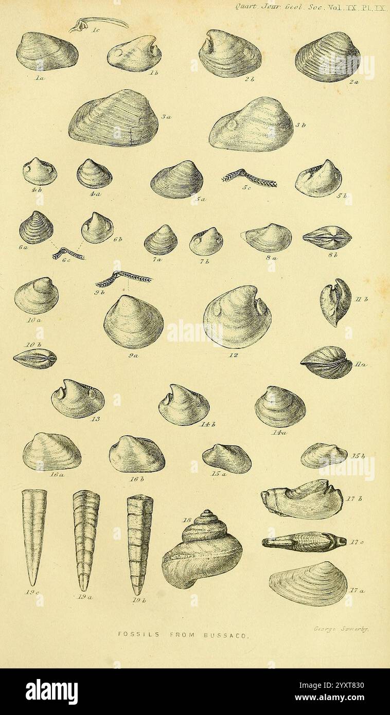 The Quarterly Journal of the Geological Society of London, v. 9 (1853) London, Geology, Periodicals, Eine detaillierte Illustration, die eine Vielzahl von Schalentypen zeigt, die jeweils sorgfältig mit numerischen Referenzen beschriftet sind. Die Kollektion umfasst eine Auswahl an Muscheln wie konische, spiralförmige und flache Formen, die die Vielfalt der Meereslebewesen hervorheben. Die Anordnung zeigt sowohl symmetrische als auch asymmetrische Formen mit komplizierten Texturen und Mustern auf den Oberflächen der Schalen. Diese pädagogische Darstellung betont die Schönheit und Komplexität der Weichtiere und dient als Quelle für Studioarbeiten Stockfoto