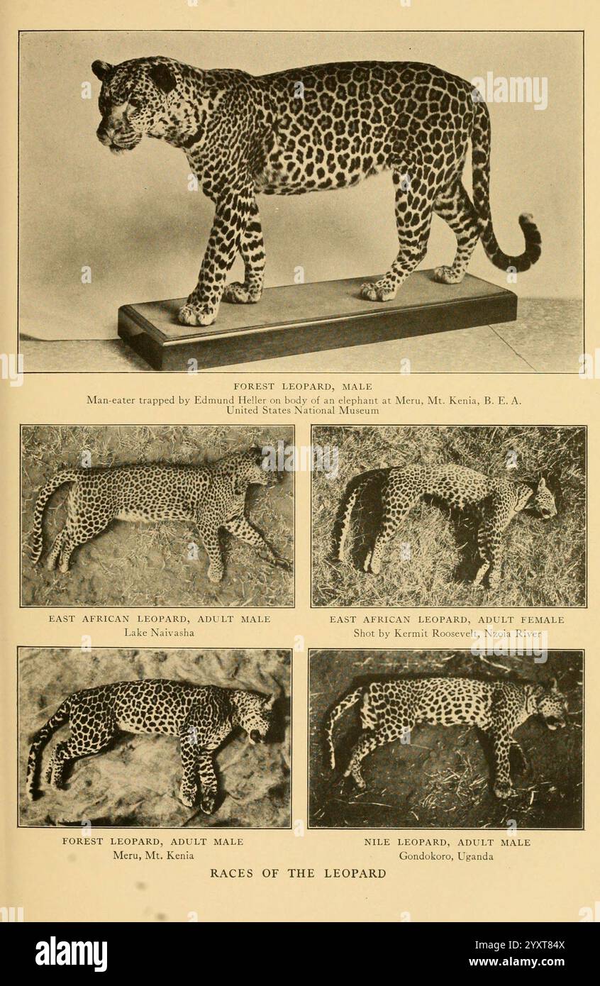 Lebensgeschichten afrikanischer Wildtiere, New York, C. Scribner's Sons, 1914, Africa, Ost, Leopard, Säugetiere, Afrikanischer Leopard, Felidae, Panthera pardus, Panthera pardus pardus, Eine detaillierte Darstellung verschiedener Leoparden-Unterarten. Auf der Spitze fängt ein lebensgroßes Modell eines WaldLeoparden, speziell eines Mannes, die Aufmerksamkeit des Betrachters mit seinem markanten Fellmuster und seiner wachsamen Haltung auf. Unterhalb des Modells zeigen Bilder verschiedene Leoparden-Unterarten: Den Ostafrikanischen Leoparden, der in männlichen und weiblichen Formen präsentiert wird und Unterschiede in Größe und Fellvariationen zeigt; den WaldLeoparden, A Stockfoto