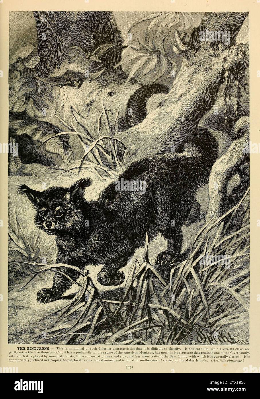 Brehms Leben der Tiere, Band 1, Mammalia Chicago, Marquis, 1895. Arctictis Binturong, Ein kleines, pelziges Tier mit buschigem Schwanz und ausdrucksstarken Augen bewegt sich durch ein dichtes Gras- und Unterholz. Er wirkt neugierig und etwas verspielt und zeigt seine Agilität und Energie. Die umliegende Umgebung weist verworrene Wurzeln und eine grüne Vegetation auf, was auf einen wilden, natürlichen Lebensraum hindeutet. Diese Kreatur, bekannt als der Rhipidogonus, ist in komplexen Details dargestellt und erfasst seine Merkmale und die Texturen seines Pelzes. Die Szene vermittelt ein Gefühl von Lebendigkeit A Stockfoto