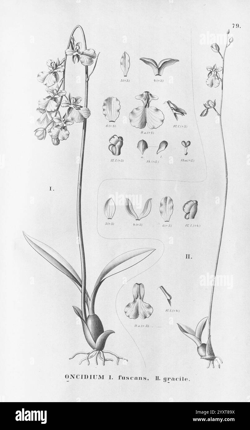 Flora brasiliensis, enumeratio plantarum in Brasilia hactenus detectarum. Monachii et Lipsiae [München & Leipzig], R. Oldenbourg, 1840-1906. Brasilien, Deutschland, Gravur, Botanik, 1840, diese detaillierte botanische Illustration zeigt das Oncidium fuscum, die elegante Struktur und die komplizierte Blumenanatomie der Pflanze. Die Hauptpflanze ist in zwei Segmenten dargestellt, die ihren schlanken Stamm und ihre zarten Blüten hervorheben. Die Hauptdarstellung wird mit Diagrammen von verschiedenen Blumenteilen, einschließlich Blütenblättern, Sepalen und Reprodukten, versehen Stockfoto