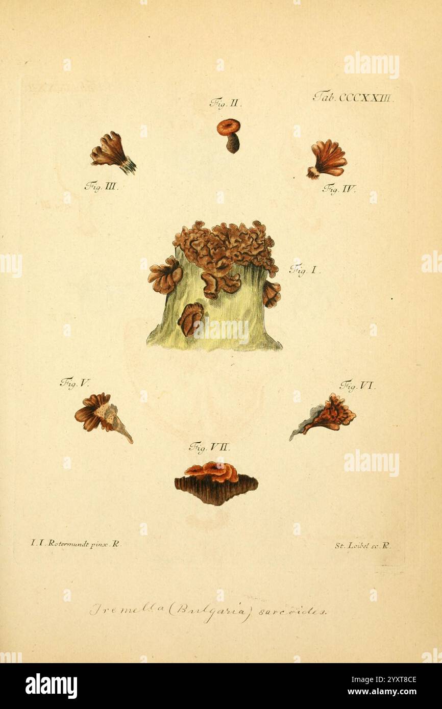 Fungorum qui in Bavaria et Palatinatu circa Ratisbonam nascuntur icones, nativis coloribus expressae, Erlangae, apud J.J. Palmium, 1800, Deutschland, Bayern, Pilze, Bildwerke, die Illustration zeigt verschiedene Arten von Pilzen, die um eine zentrale Darstellung einer größeren Pilzstruktur angeordnet sind. Jedes Exemplar ist mit römischen Zahlen gekennzeichnet, die unterschiedliche Zahlen anzeigen. Die zentrale Figur scheint eine strukturierte, hervorstehende Masse zu sein, die einem Pilz- oder korallenartigen Wachstum ähnelt. Umgeben sind mehrere kleinere Pilzformen, die jeweils einzigartige Formen und Eigenschaften aufweisen, darunter gewellte Kanten und Stockfoto