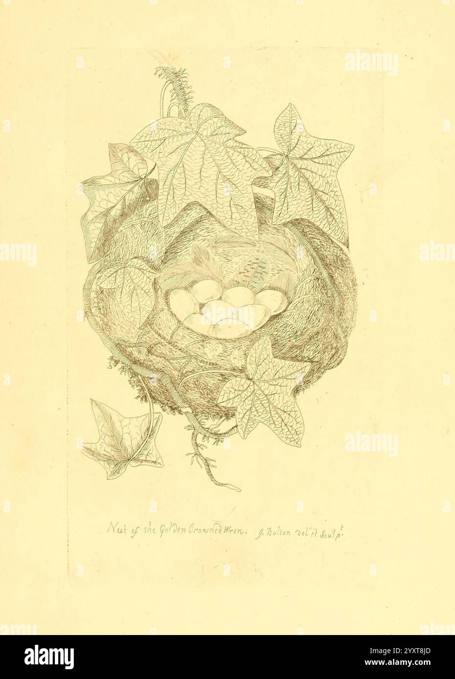 Harmonia ruralis, oder ein Essay zu einer Naturgeschichte der britischen Singvögel, London, gedruckt und verkauft vom Autor 1794-1796, England, Vögel, Eier, Nester, ausgezeichnete, bildhafte Arbeiten, die Szene zeigt ein wunderschön detailliertes Nest eingebettet zwischen üppigen, grünen Efeublättern. Das künstlerisch mit komplizierten Texturen verzierte Nest enthält eine Gruppe von zarten, gesprenkelten Eiern. Um das Nest herum befinden sich stilisierte Efeureben, die ihre charakteristischen gelappten Blätter zeigen, die sich kräuseln und verflechten und die naturalistische Zusammensetzung verbessern. Unterhalb des Nestes fügt eine schwache Inschrift ein Element kontextbezogener Interes hinzu Stockfoto