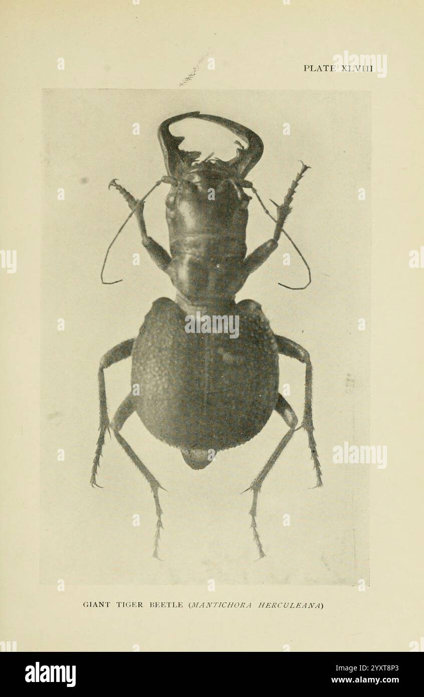 Insecte Life London A. & C. Black ltd. 1921 Handbücher zur Entomologie Arthropoda Arthropoda Arthropod Mantichora herculeana, Eine detaillierte Illustration des Riesentigerkäfers, wissenschaftlich Maytichora herculea genannt. Dieses auffällige Exemplar zeigt seine besonderen Merkmale, einschließlich eines robusten, langgestreckten Körpers und komplizierter Muster auf seinem Exoskelett. Hervorstehende Unterkiefer sind zu sehen, was seine räuberische Natur unterstreicht. Die Positionierung betont die segmentierten Antennen und die Textur ihrer Beine, was zu ihren charakteristischen Eigenschaften innerhalb der Käferfamilie beiträgt. Diese Art ist bekannt für ihre Impressi Stockfoto