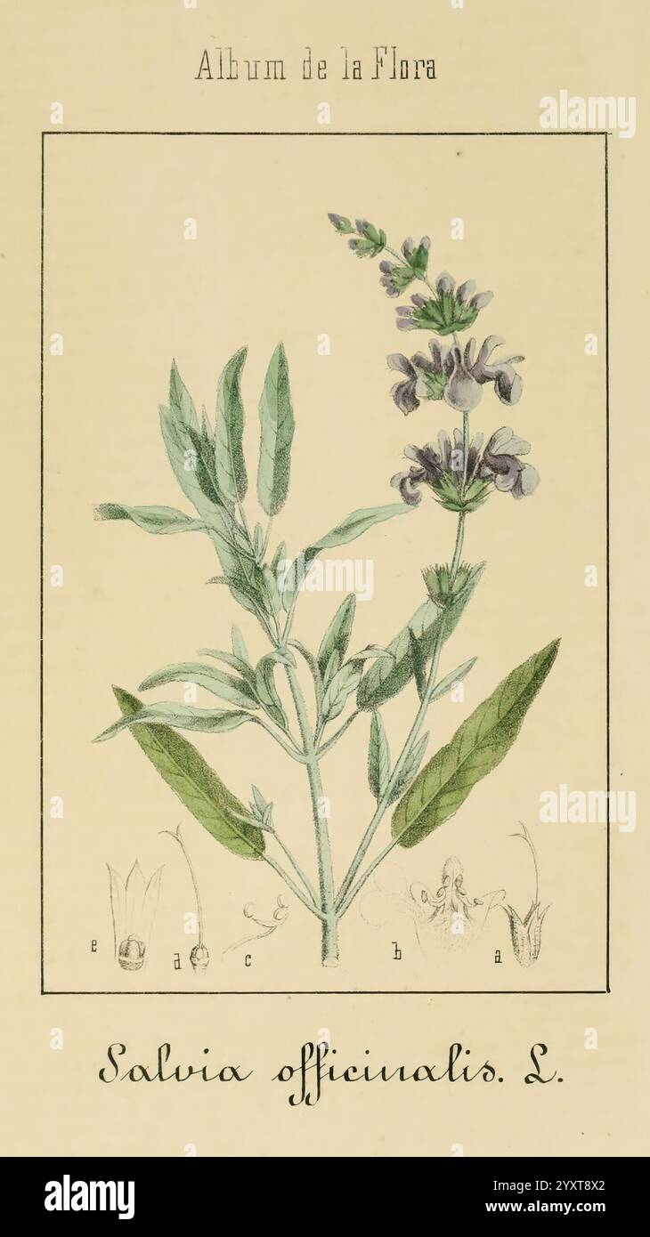 Album de la Flora me?Dico-Farmace?utica e? Industrie, Indi?gena y exo?tica, Madrid, Impr. De la Galeria literaria, 1862-64, Heilpflanzen, Bildwerke, Botanik, ökonomisch, eine Illustration von Salvia officinalis, allgemein bekannt als Salbei. Die Pflanze hat lange, strukturierte grüne Blätter und einen blühenden Dorn mit zarten violetten Blüten. Unterhalb der Hauptdarstellung befinden sich detaillierte Skizzen verschiedener Pflanzenteile, einschließlich der Struktur der Blüte und der Blattbildung. Der Titel Album de la Flora schlägt eine botanische Katalogisierung von Pflanzenarten vor, die die Wichtigkeit hervorhebt Stockfoto