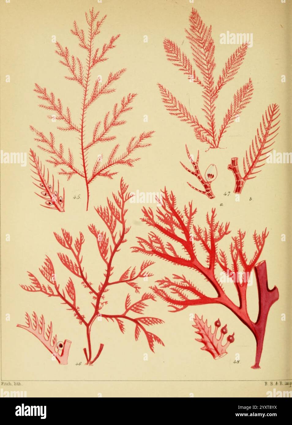 Eine populäre Geschichte britischer Seeunkräuter, London, Reeve und Benham, 1851, Großbritannien, Meeresalgen, Woods Hole, Eine Sammlung von verschiedenen Algen, die mit komplizierten Details dargestellt werden, die ihre verschiedenen Formen und Muster veranschaulichen. Zu den Exemplaren gehören zarte Wedel mit gefiederten Texturen und verzweigte Strukturen, die die Vielfalt der Meeresflora zeigen. Jede Alge ist mit einer Nummer gekennzeichnet, was die Identifizierung und Untersuchung dieser Unterwasserpflanzen erleichtert. Die leuchtenden Rottöne heben die natürliche Schönheit dieser Organismen hervor und tragen zu einem inspirierenden Blick auf das Leben im Ozean bei. Stockfoto Eine populäre Geschichte britischer Seeunkräuter, London, Reeve und Benham, 1851, Großbritannien, Meeresalgen, Woods Hole, Eine Sammlung von verschiedenen Algen, die mit komplizierten Details dargestellt werden, die ihre verschiedenen Formen und Muster veranschaulichen. Zu den Exemplaren gehören zarte Wedel mit gefiederten Texturen und verzweigte Strukturen, die die Vielfalt der Meeresflora zeigen. Jede Alge ist mit einer Nummer gekennzeichnet, was die Identifizierung und Untersuchung dieser Unterwasserpflanzen erleichtert. Die leuchtenden Rottöne heben die natürliche Schönheit dieser Organismen hervor und tragen zu einem inspirierenden Blick auf das Leben im Ozean bei. Stockfoto